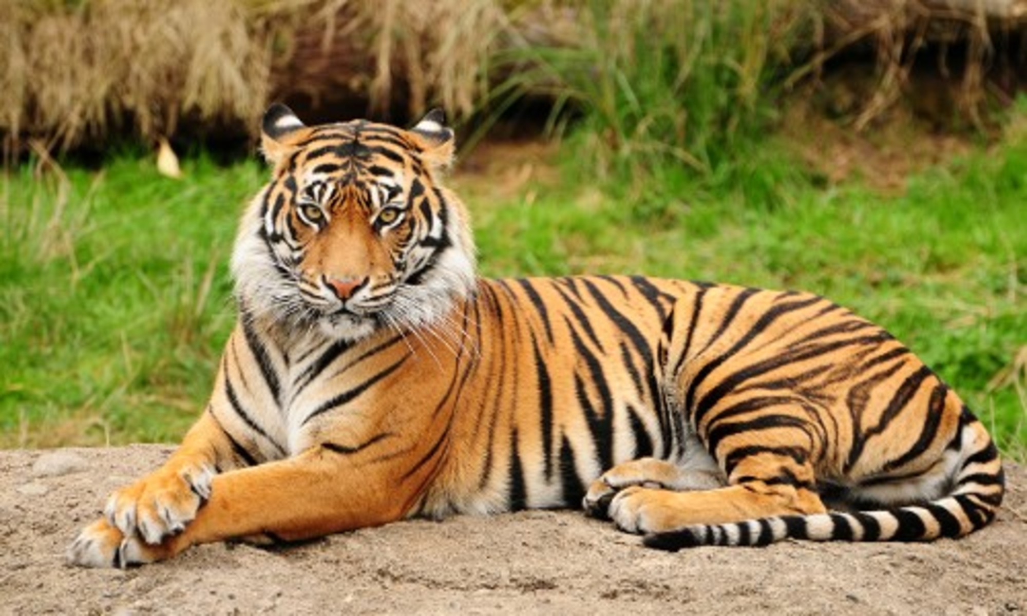 10 Animal Species That Could Vanish in 2015 if We Don't Act Now ...