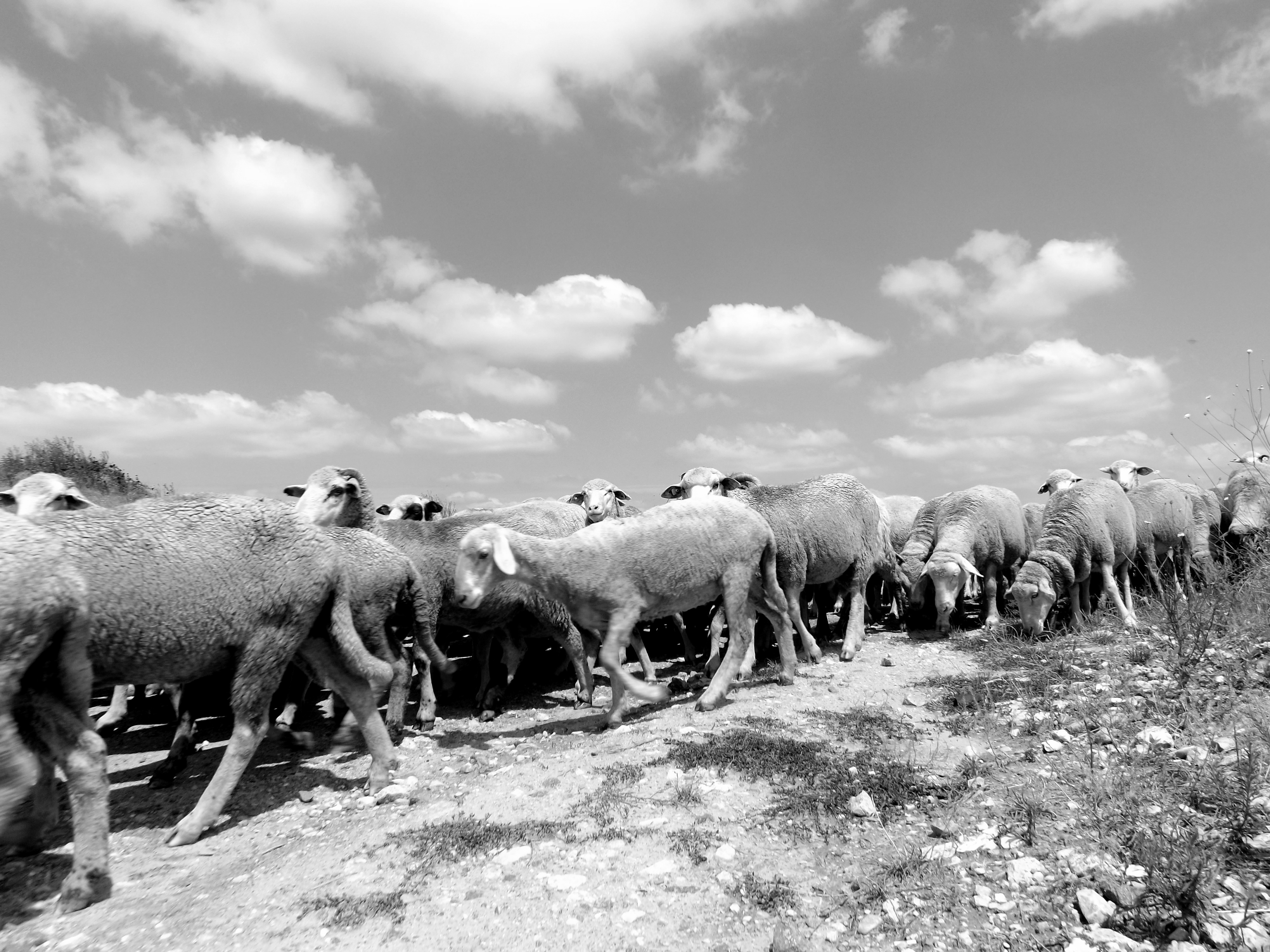 Animal, Herd, Herding, Sheep, HQ Photo