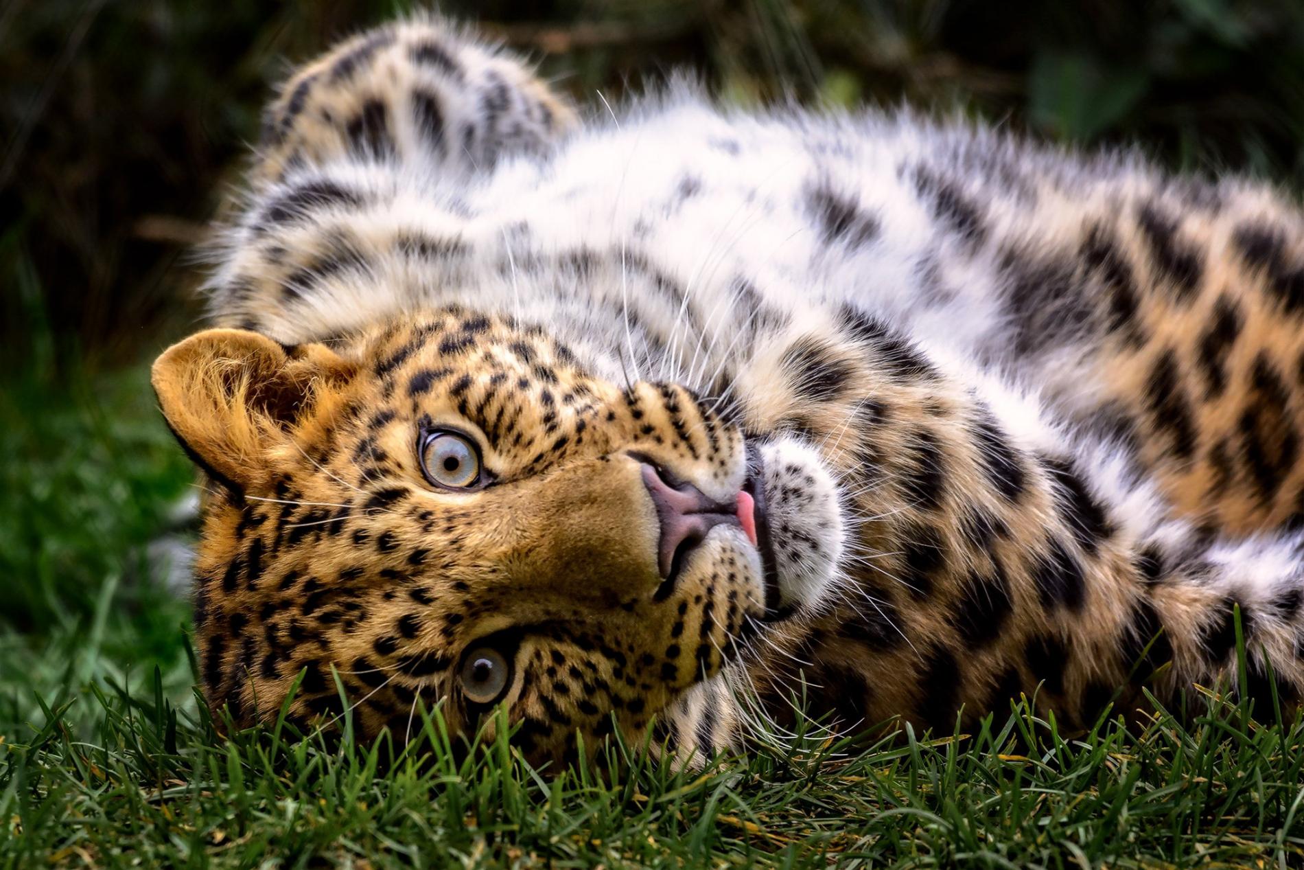 Stunning Wildlife Pictures in Honor of World Animal Day
