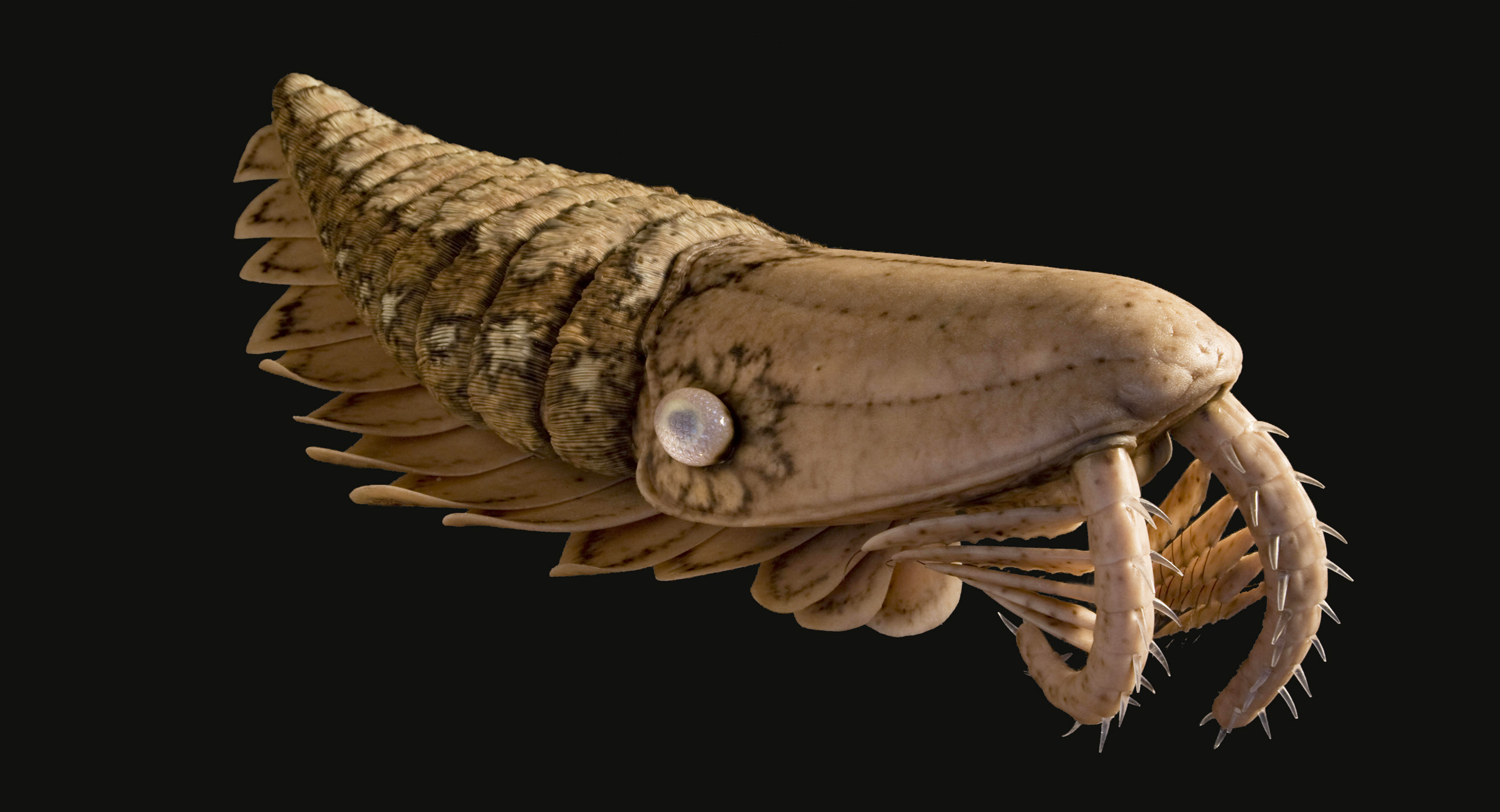 Scientist Questions the Link Between Oxygen and Cambrian Animal ...