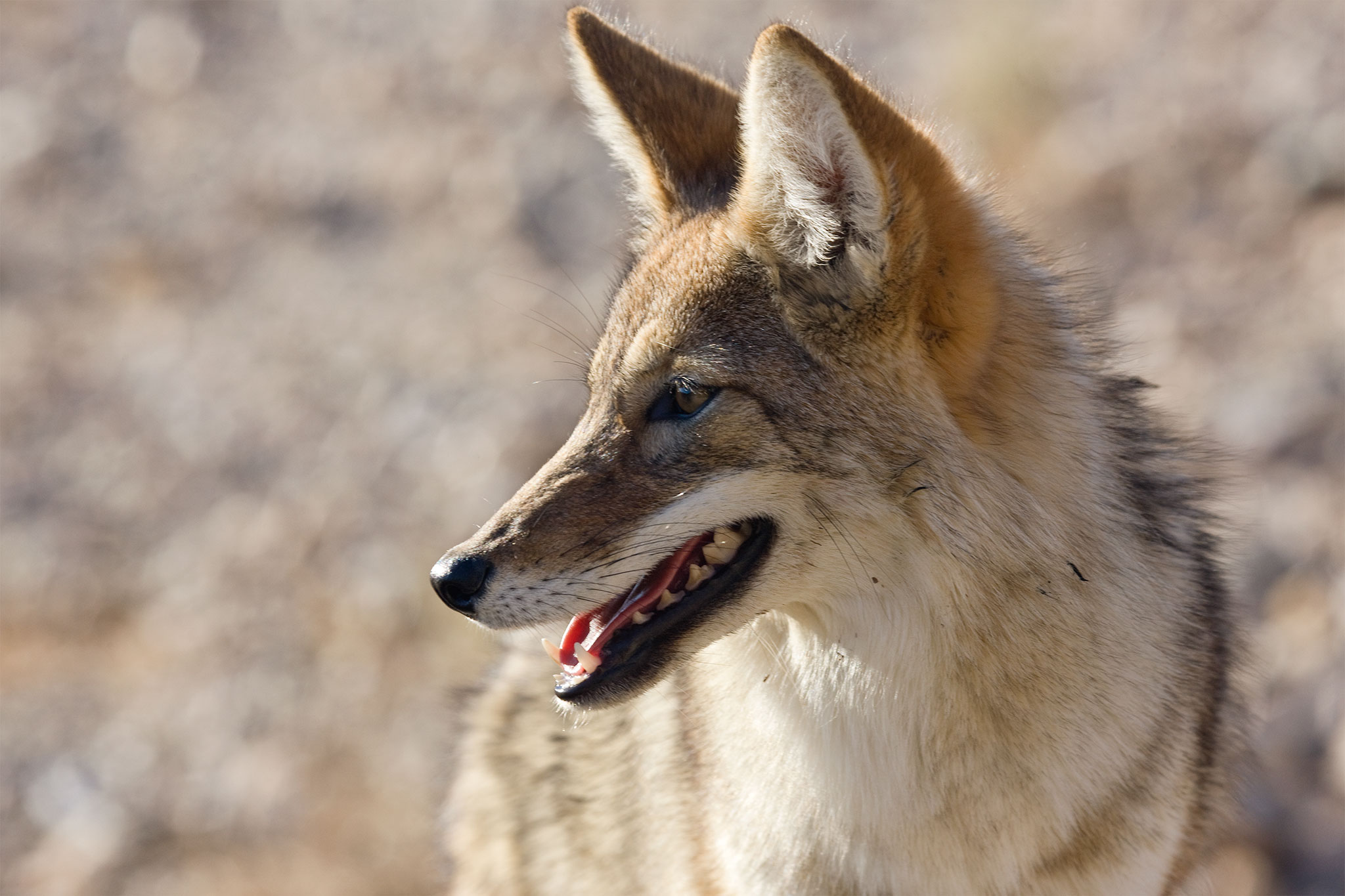 No, Coyotes Don't Get High—But These Animals Do