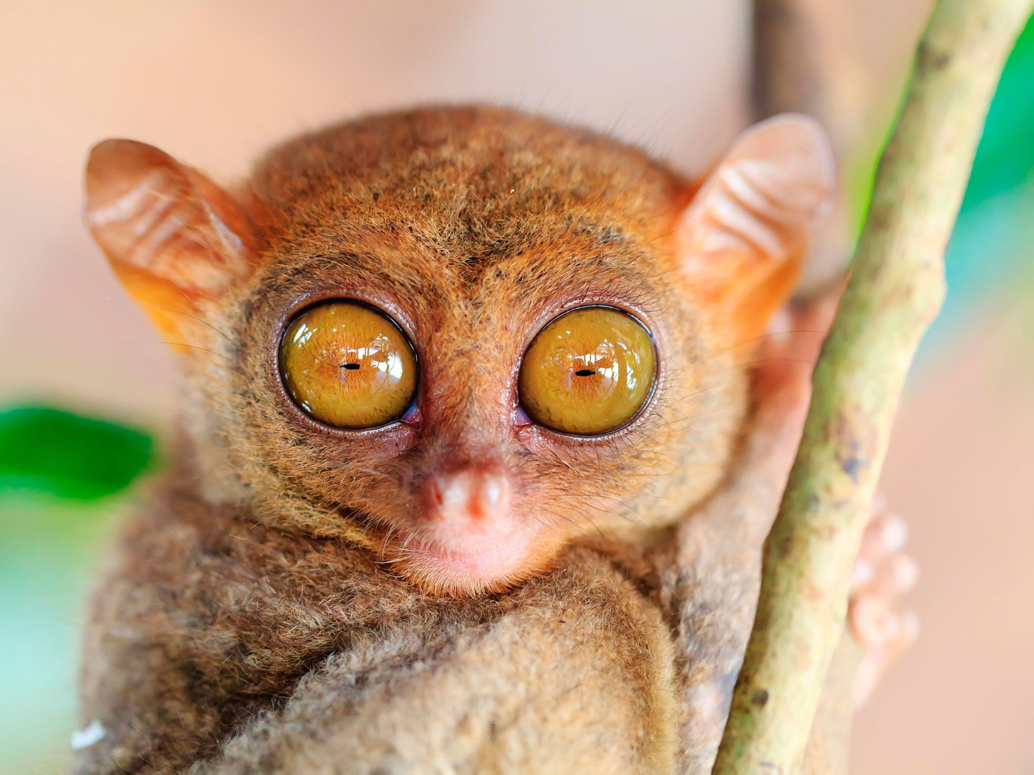 This Animal's Eye Makes Up Almost Half of Its Body | Primate, Animal ...