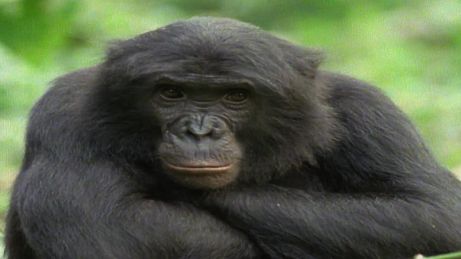 Man Vs. Gorilla - Ultimate Animal Countdown Video - National ...