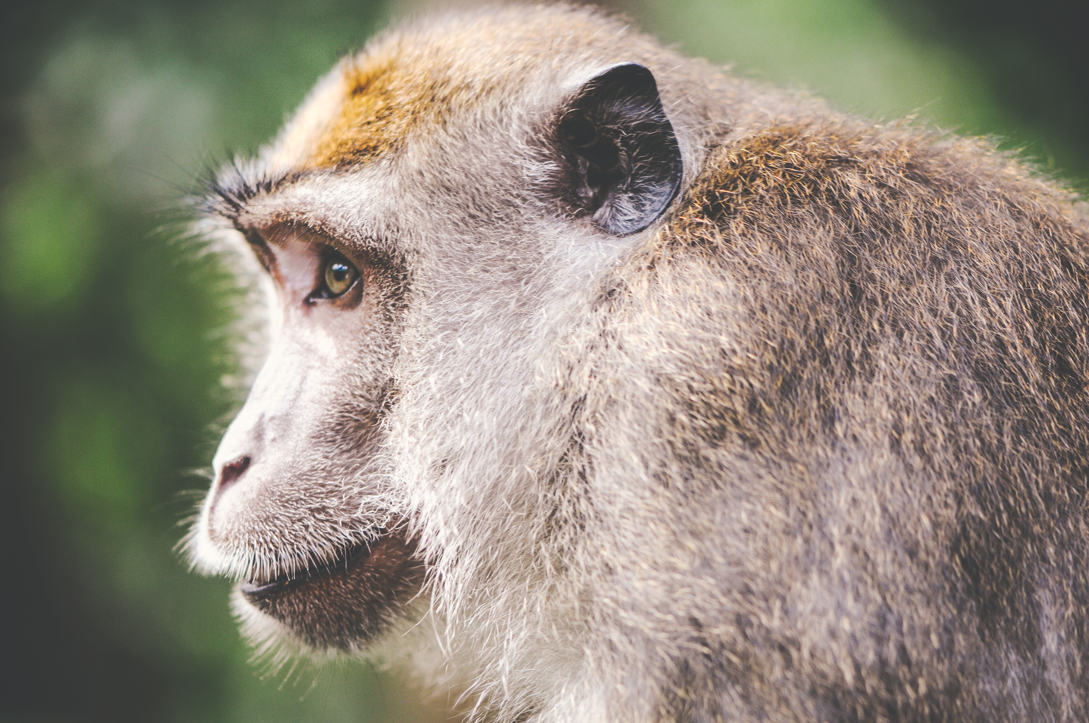 File:Animal-wilderness-zoo-monkey (23698975643).jpg - Wikimedia Commons