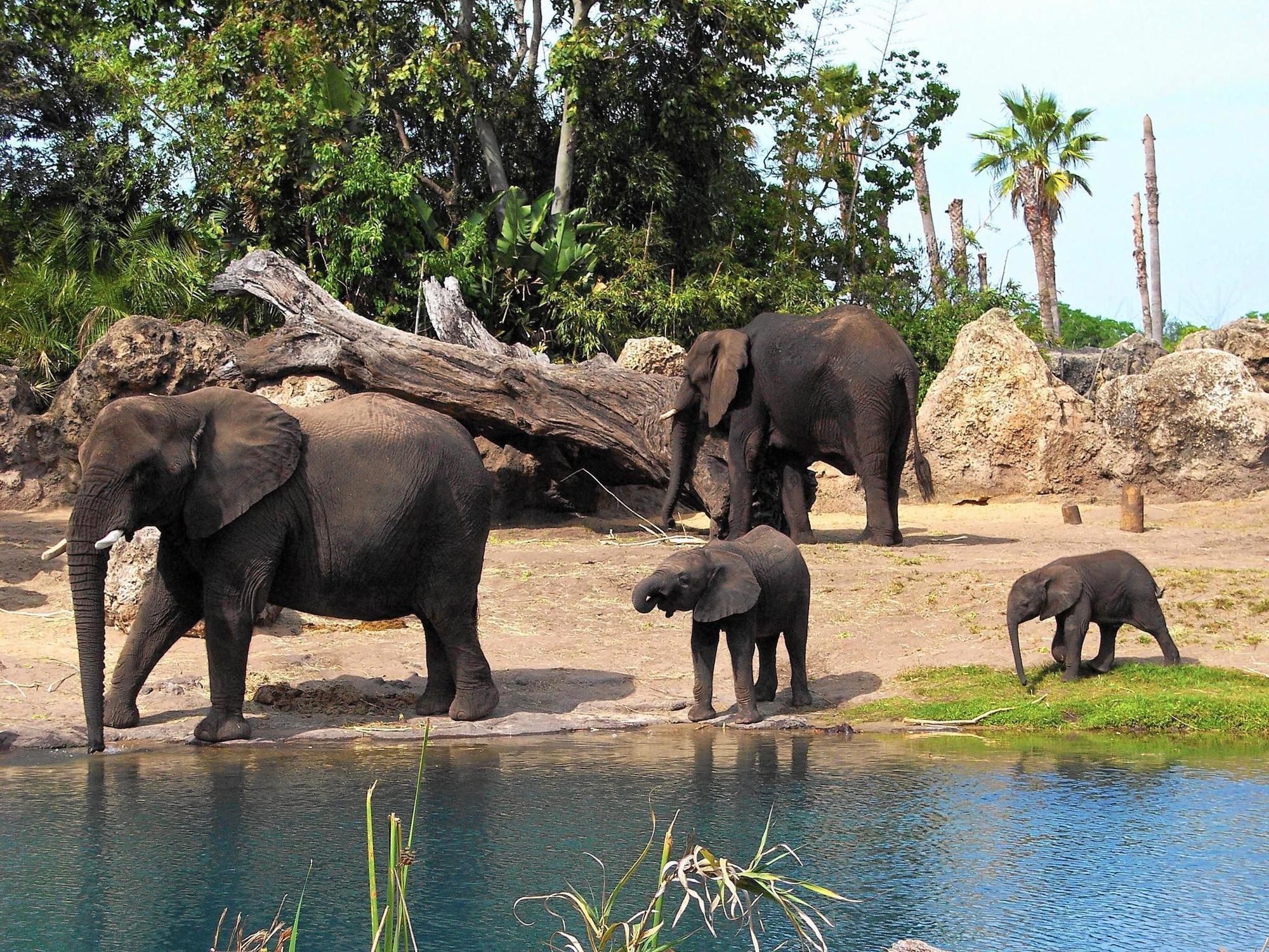 20 things you may not know about Disney's Animal Kingdom, which ...
