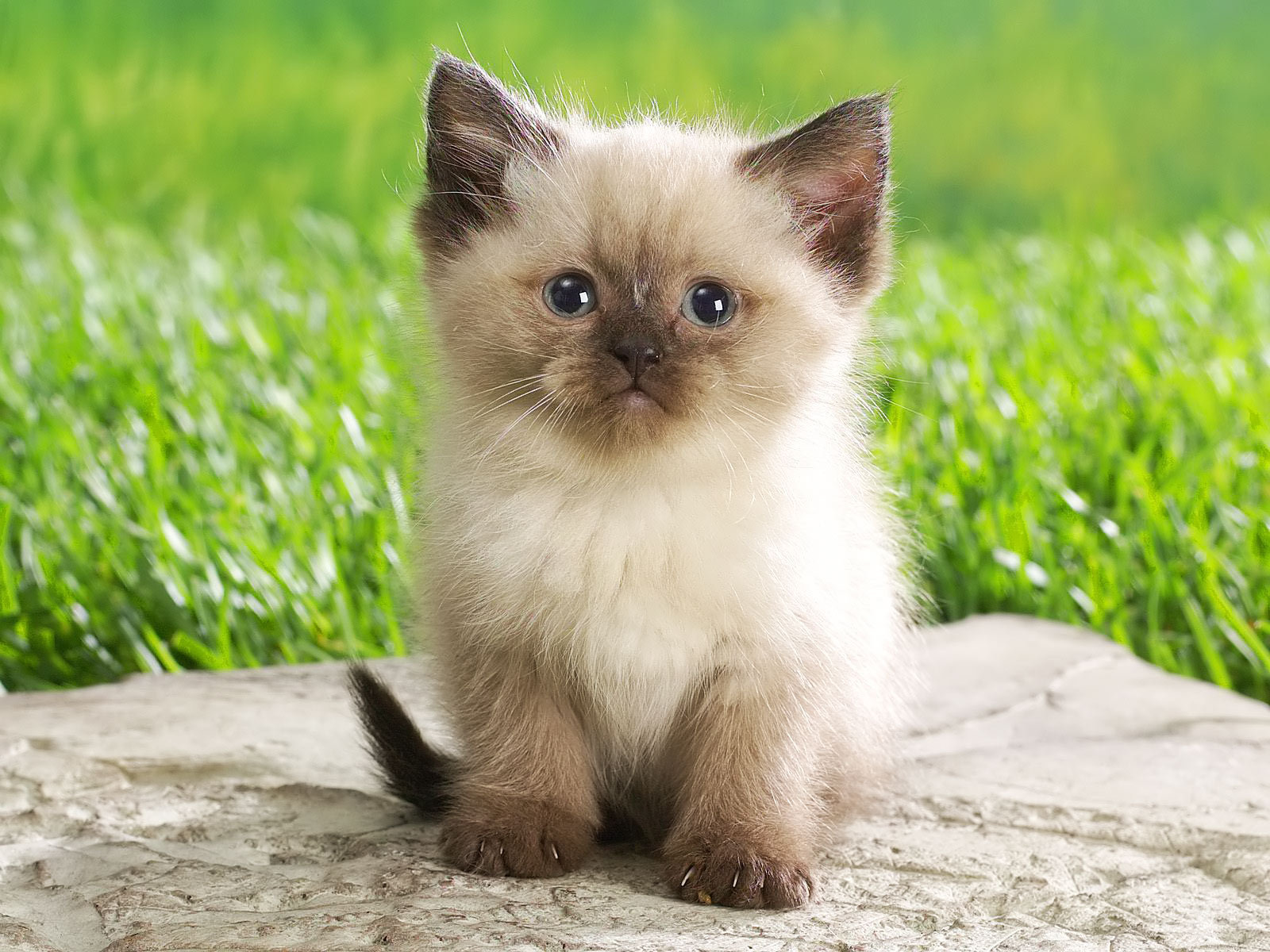 County Animal Shelter Seeks Kitten Foster Homes | Montgomery ...