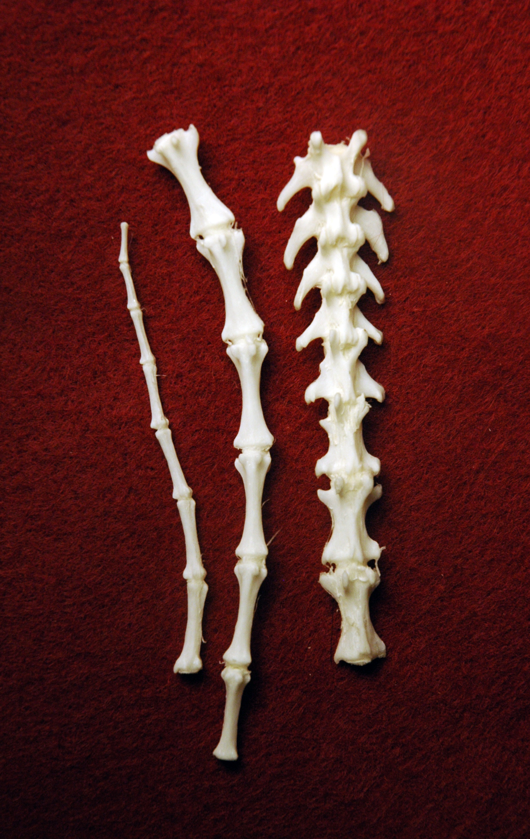 Что можно сделать из костей. Скелет хвоста. Кость.