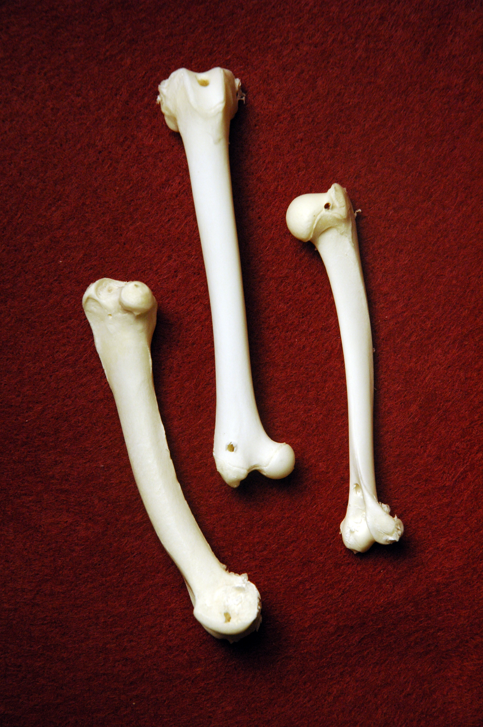 Assorted Animal Bones for Sale - The Bone Room