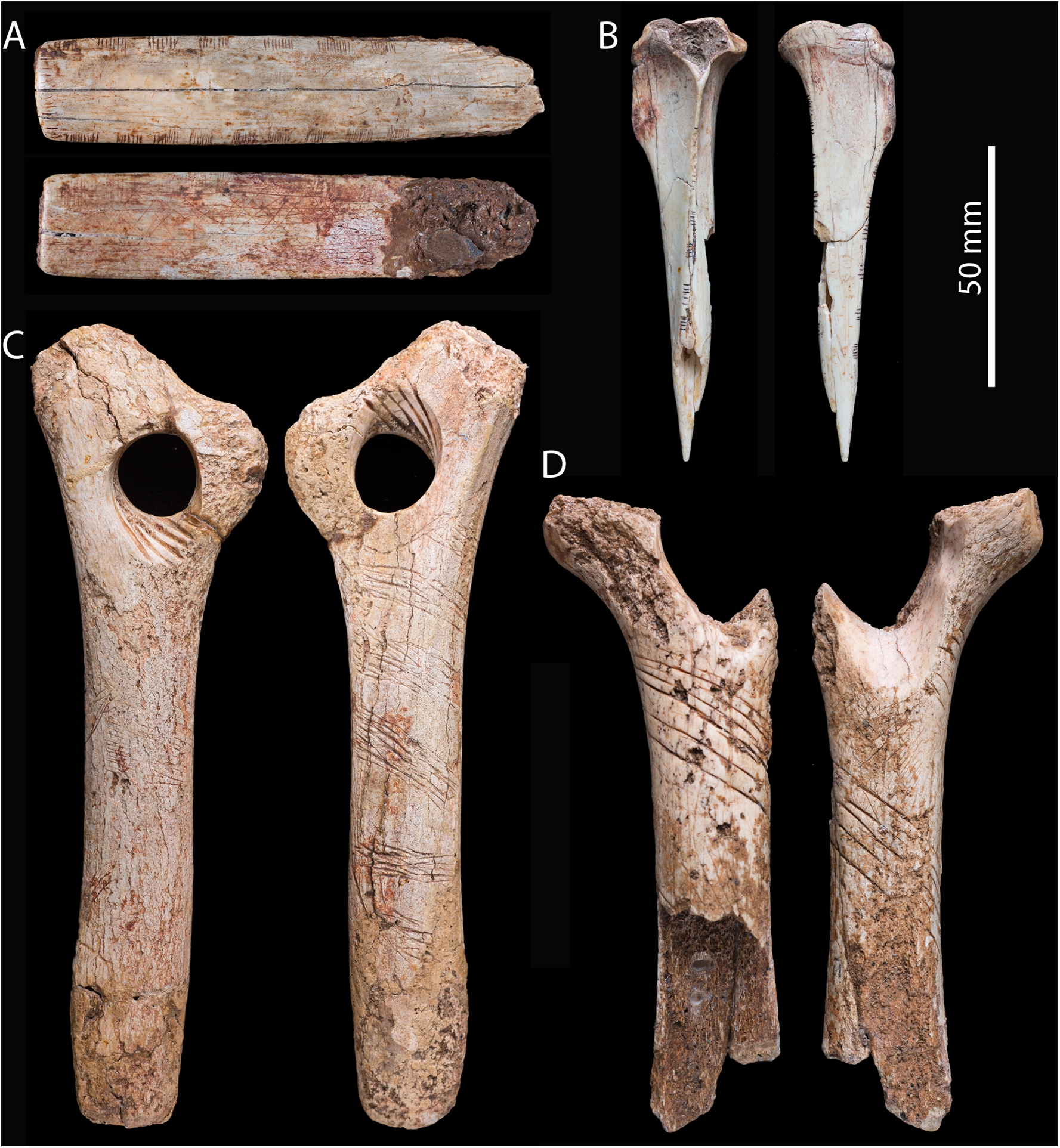 The History Blog » Blog Archive » Carved bones reveal Ice Age ritual ...