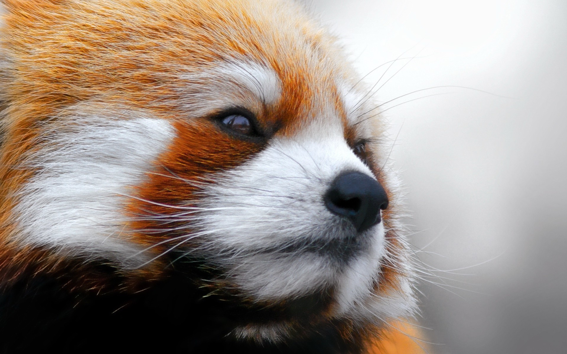 animals, Red Panda, Closeup, Face Wallpapers HD / Desktop and ...