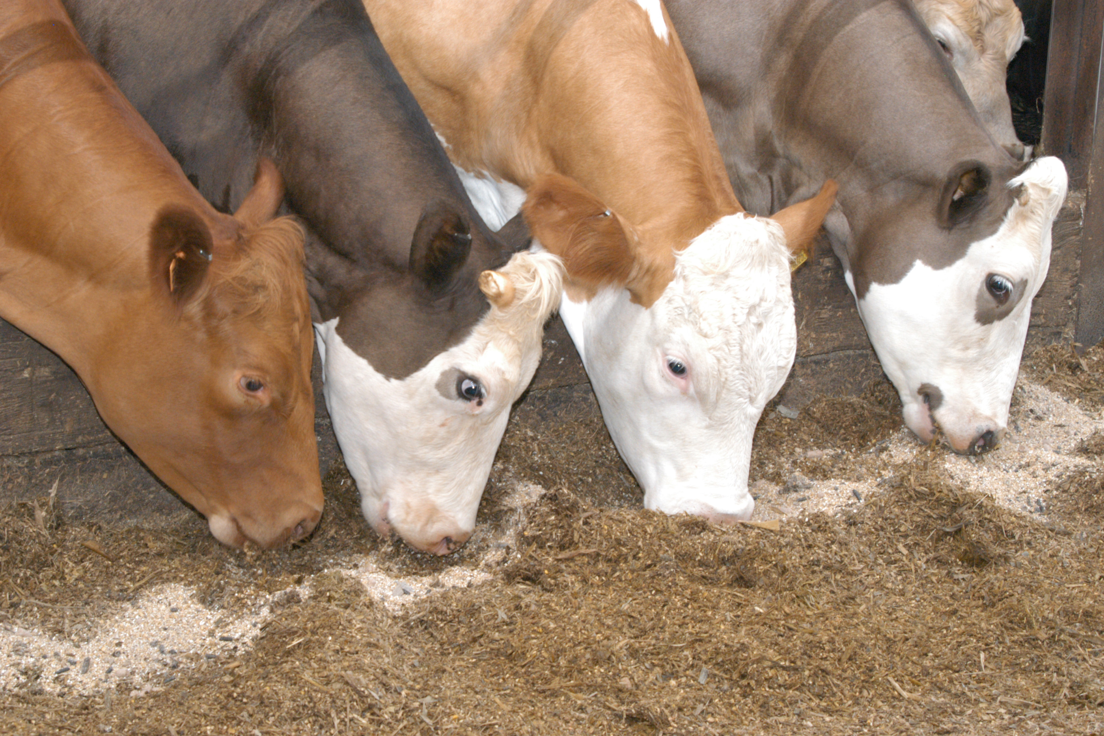Animal nutrition industry updates from around the world - AgriOrbit