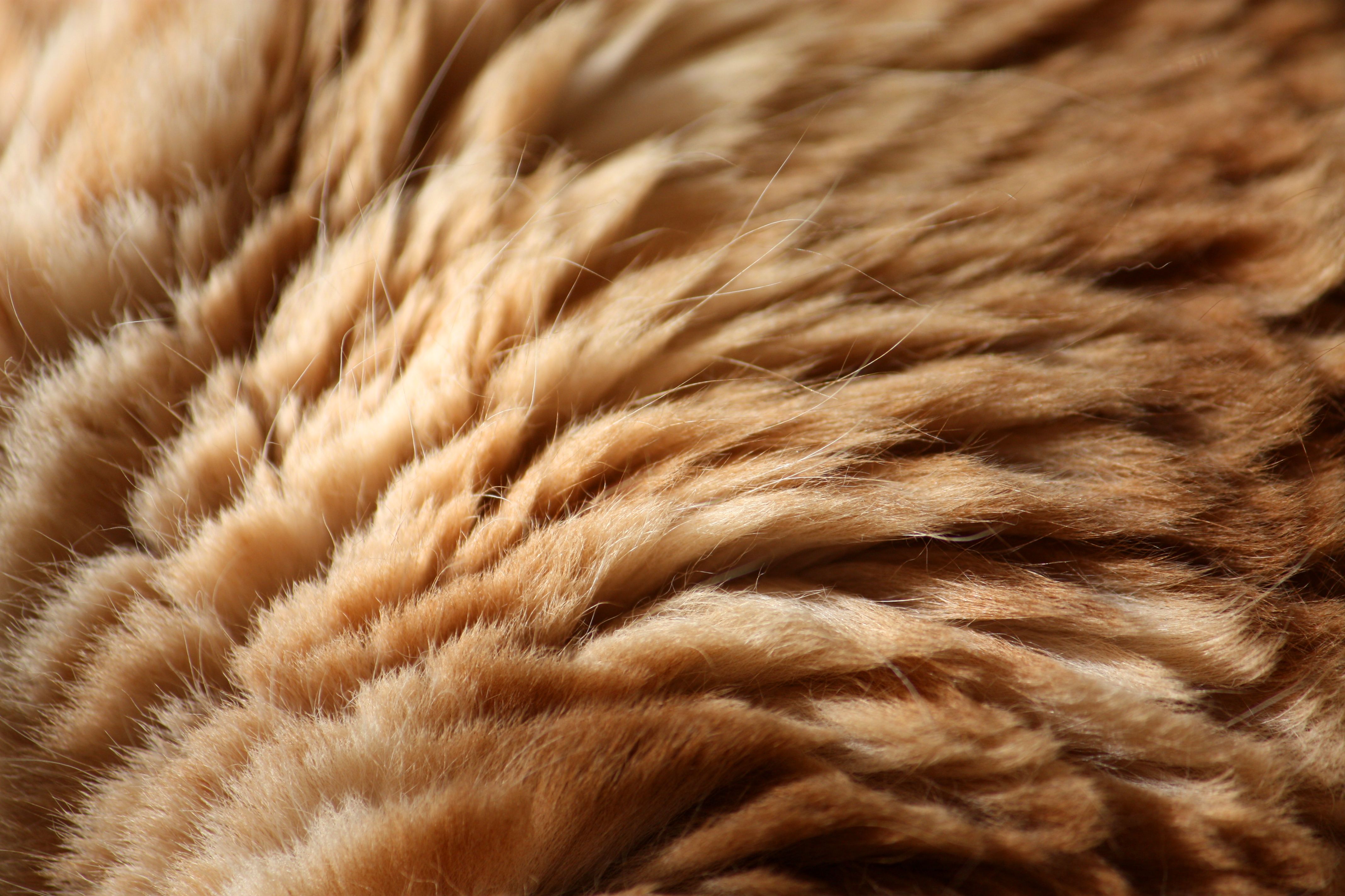Animal Fur Skin Background Thirty-four | Photo Texture & Background