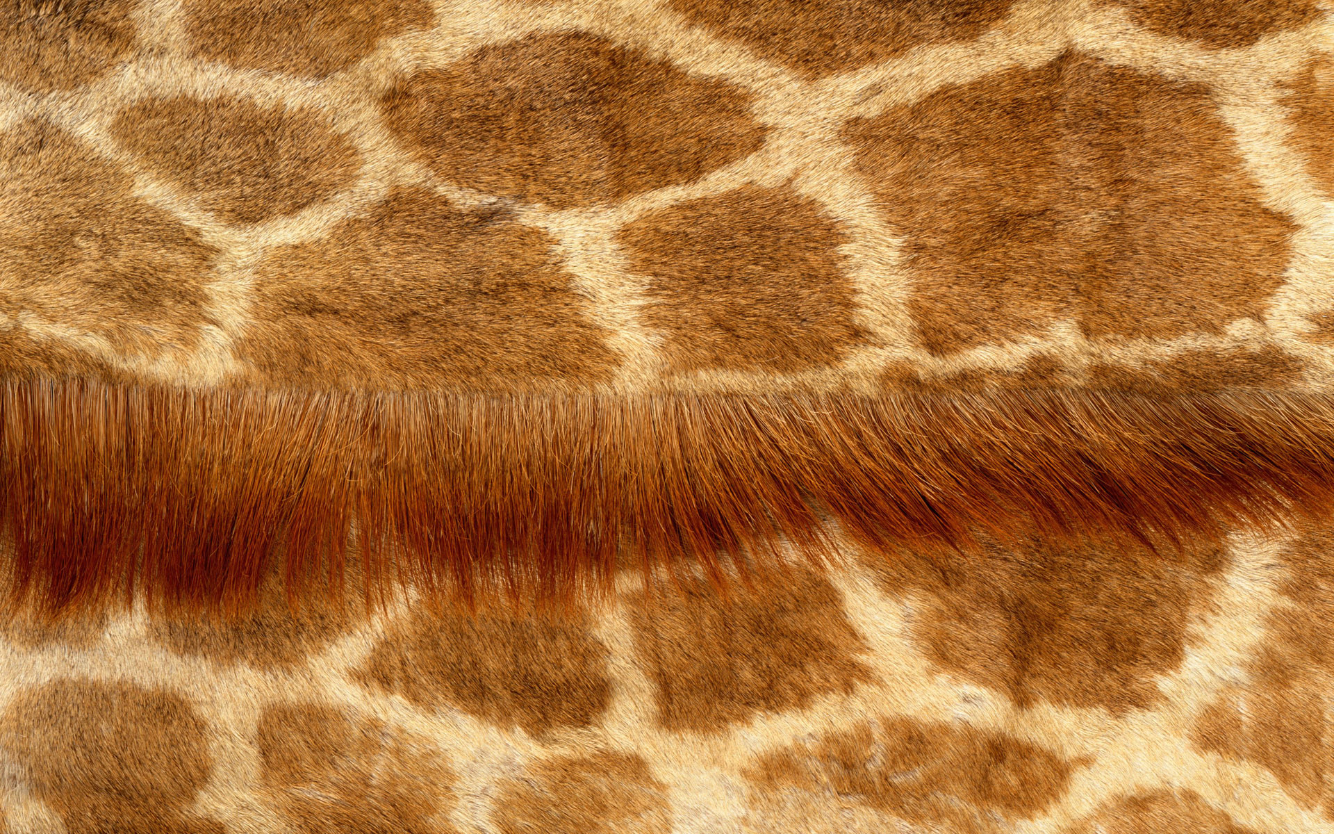Animal fur texture Di Siji 9850 - Animal Collection - Animals