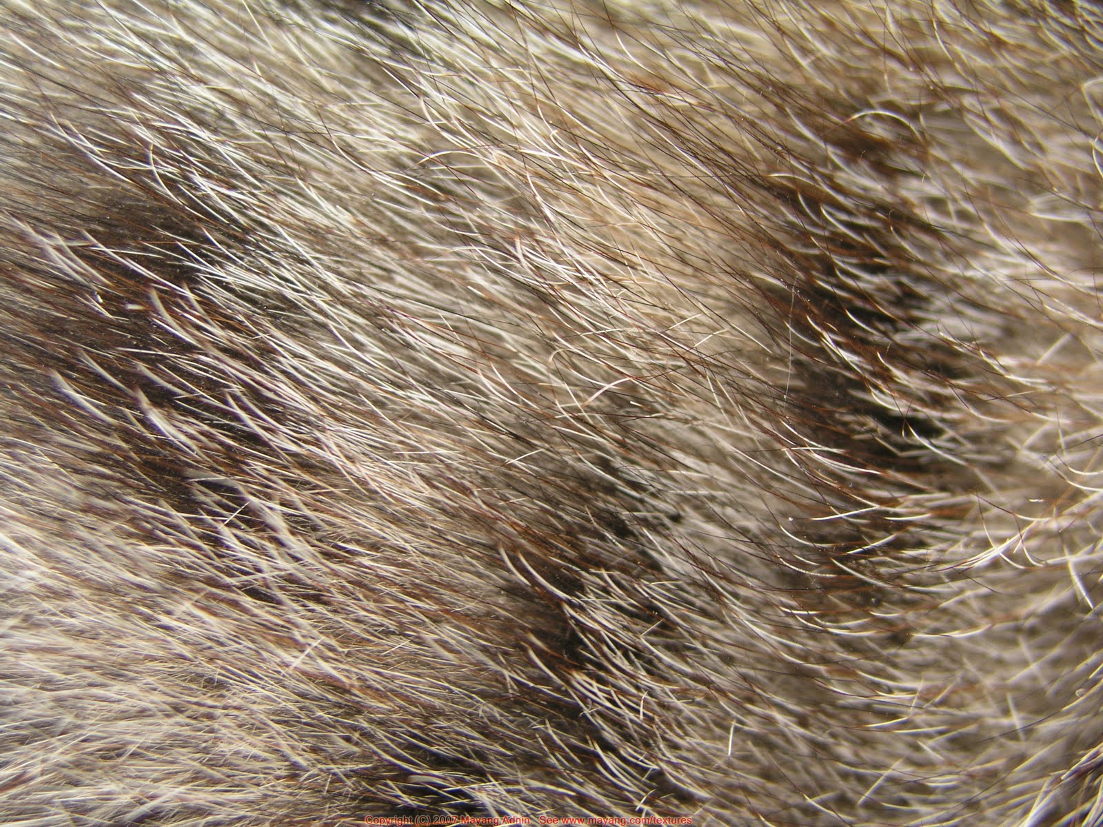 Animal Body Coverings: Fur