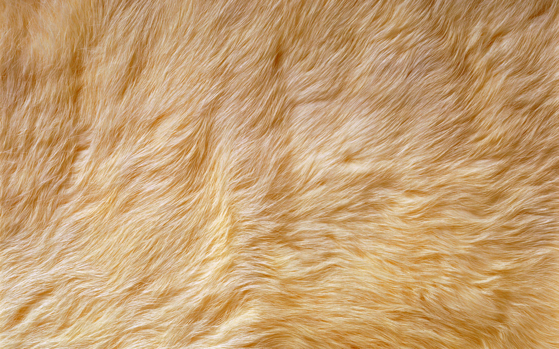 Animal fur texture Di Siji 9841 - Animal Collection - Animals