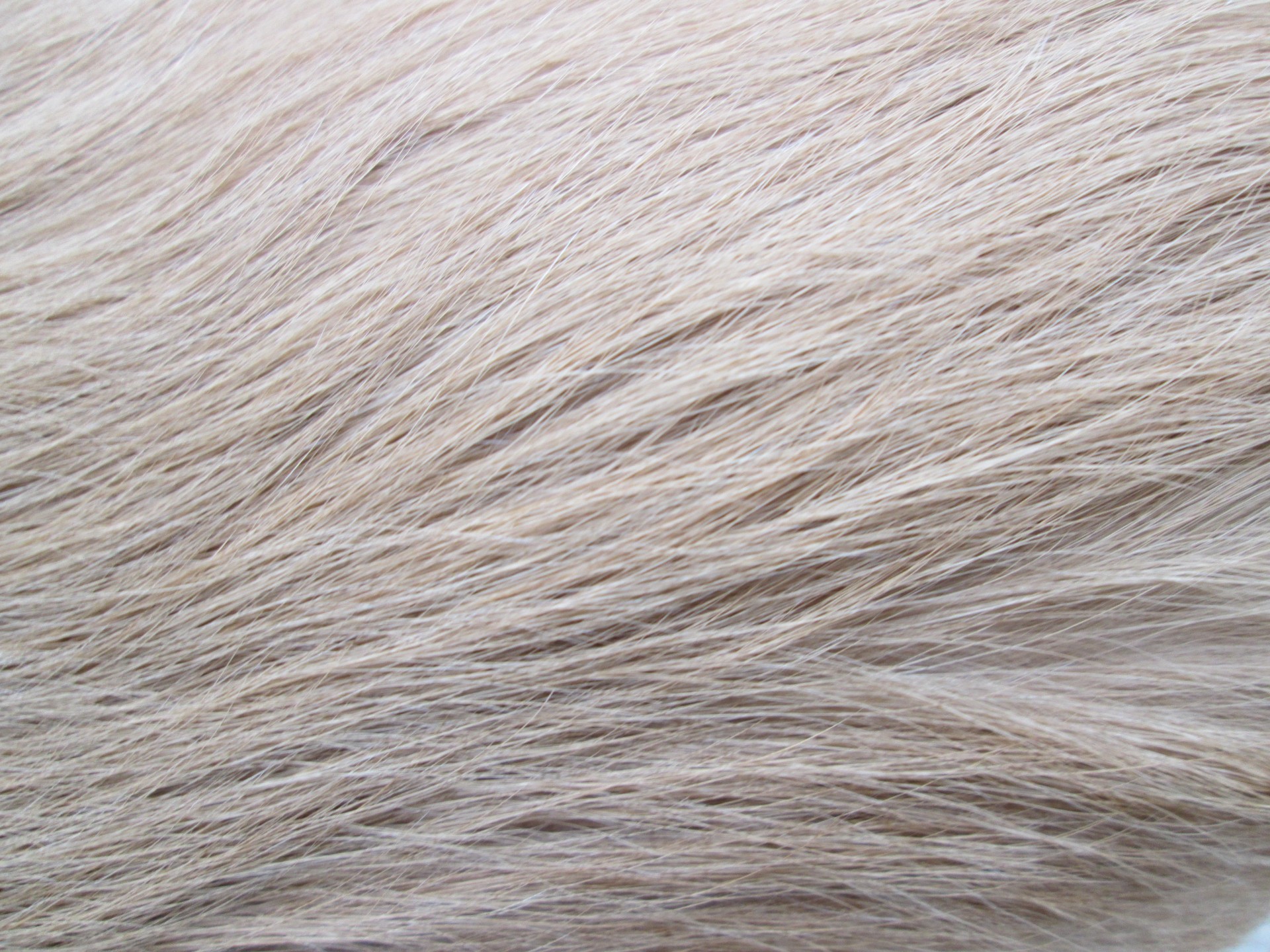 Dog Fur Texture Free Stock Photo - Public Domain Pictures