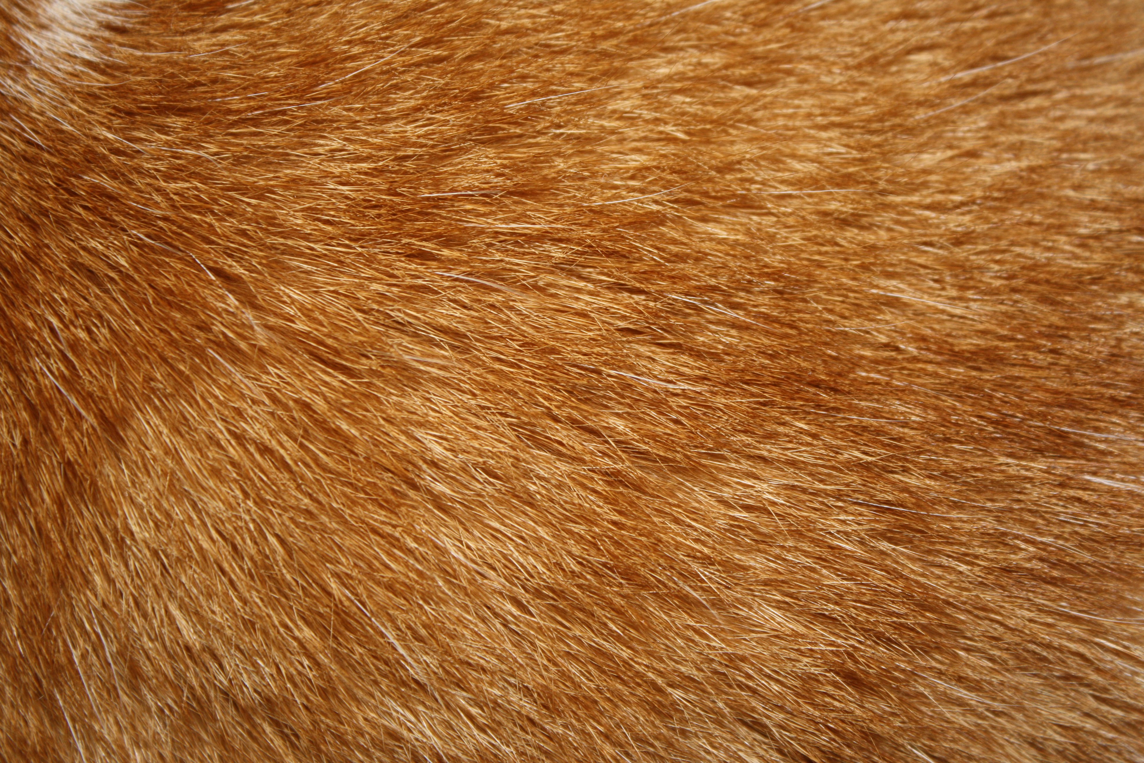 Animal Fur Skin Background Forty-four | Photo Texture & Background