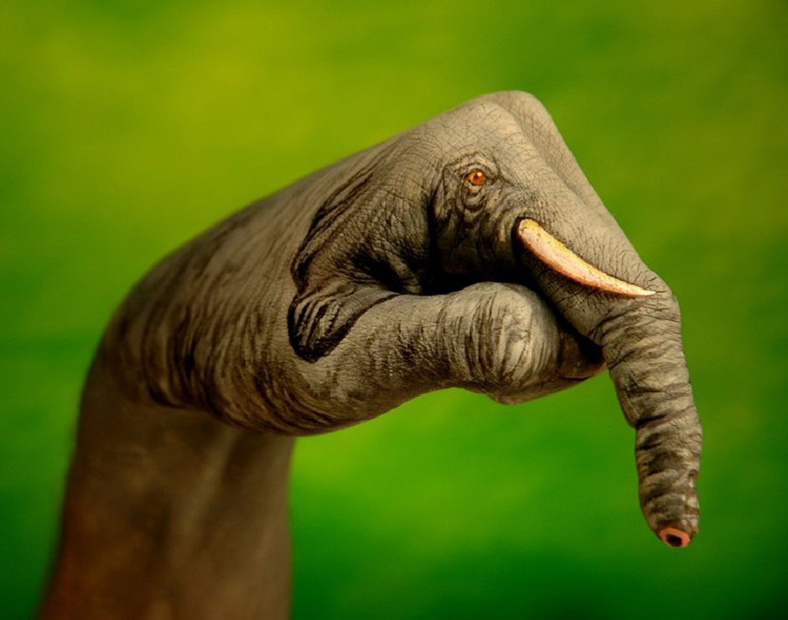 Creative Animal Hand Paintings: Handimals by Guido Daniele ...