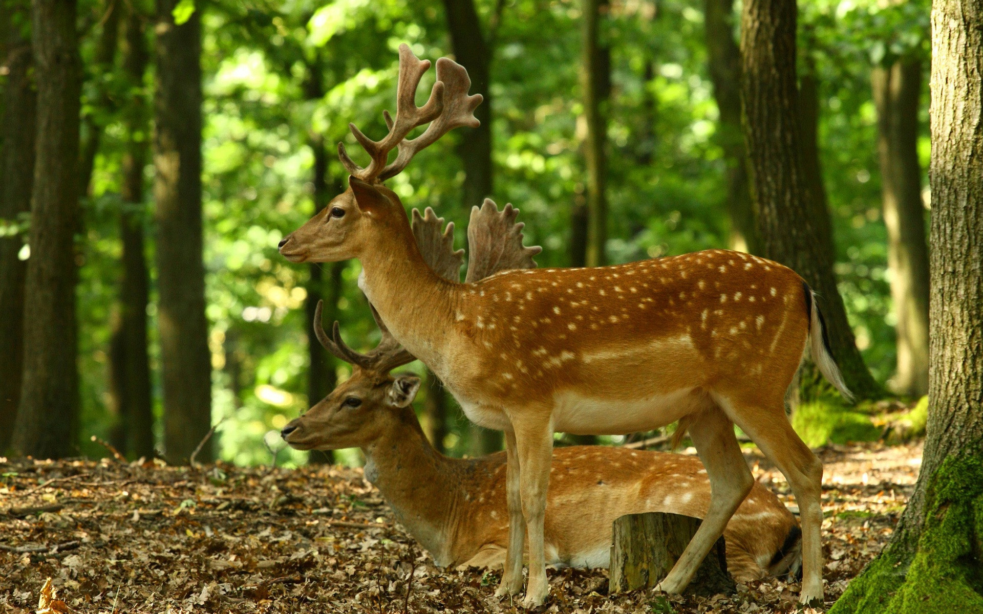 Free photo: Animal on Forest - Animal, Antelope, Bushes ...