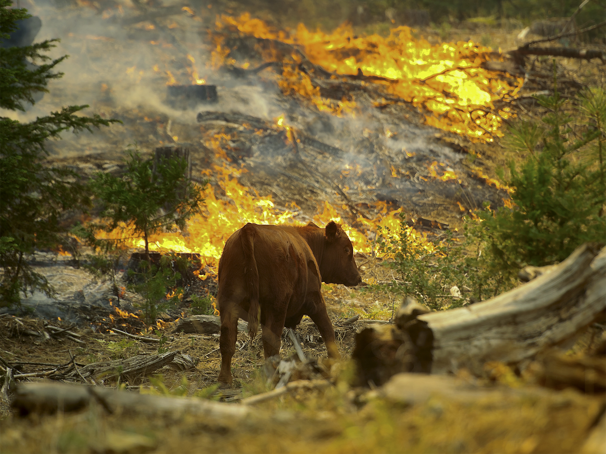 What Do Wild Animals Do in a Wildfire?