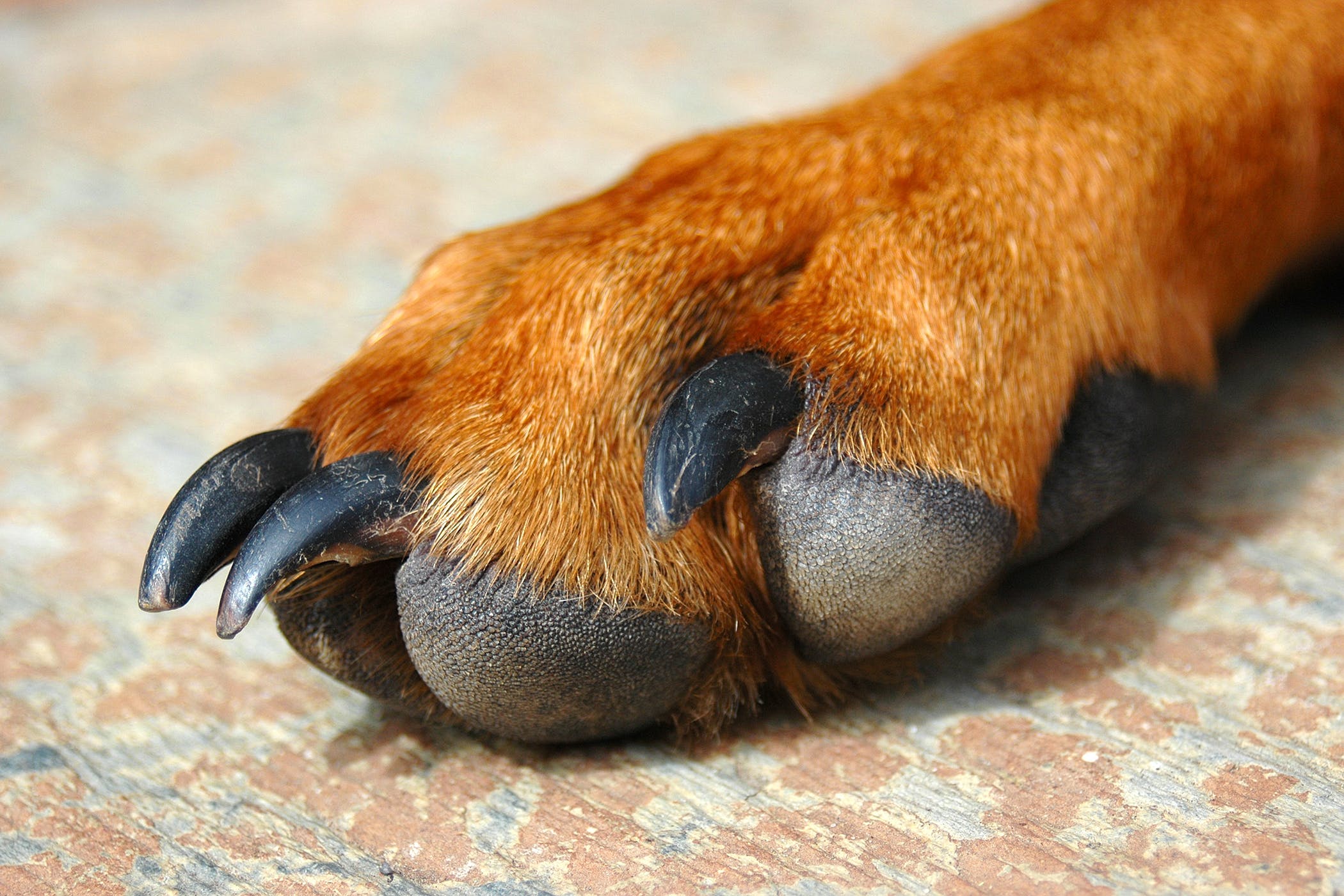 Inflammation of the Paws in Dogs - Symptoms, Causes, Diagnosis ...