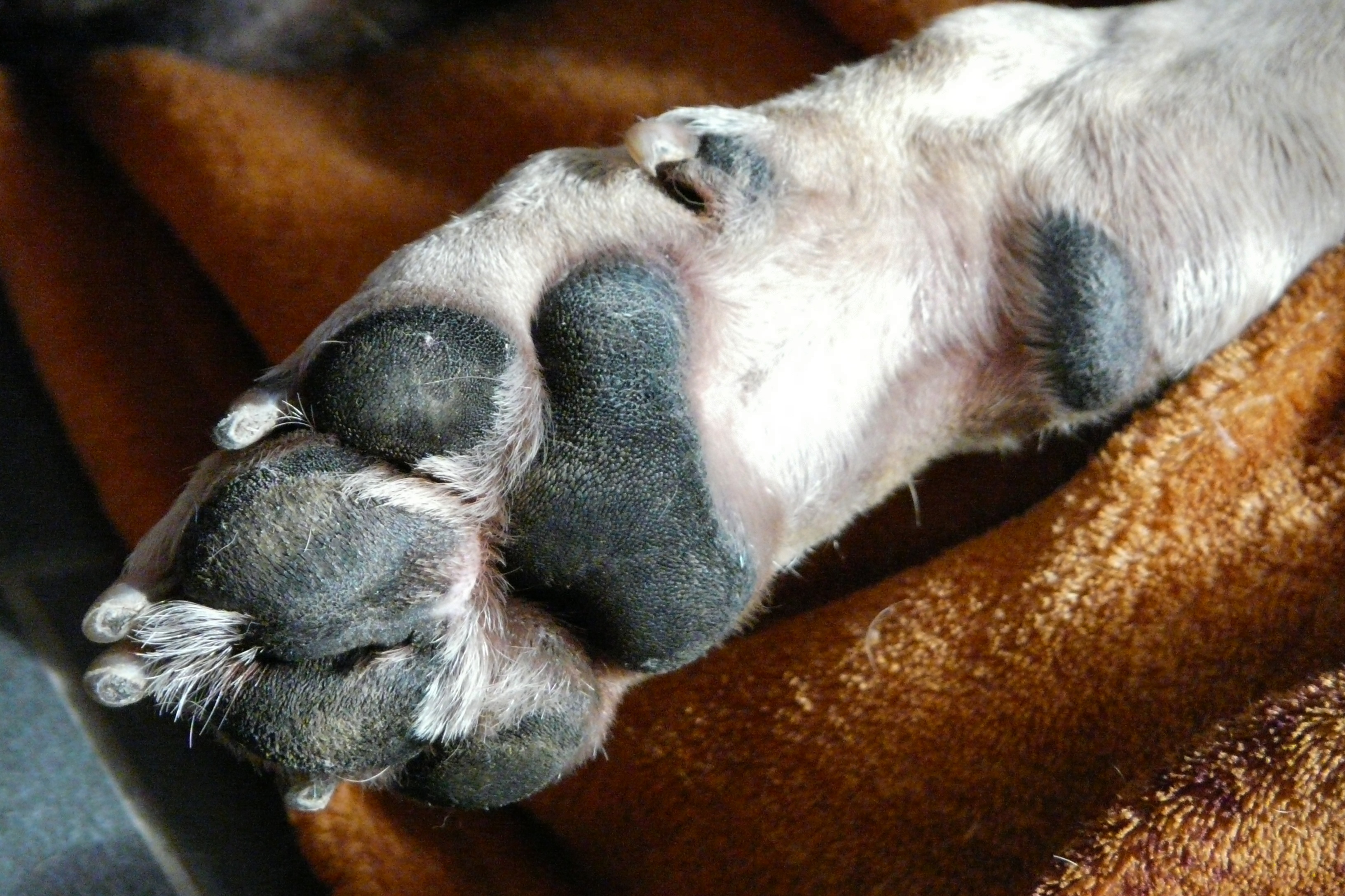 Free Images : puppy, pet, fur, claw, close up, vertebrate, luck, ten ...