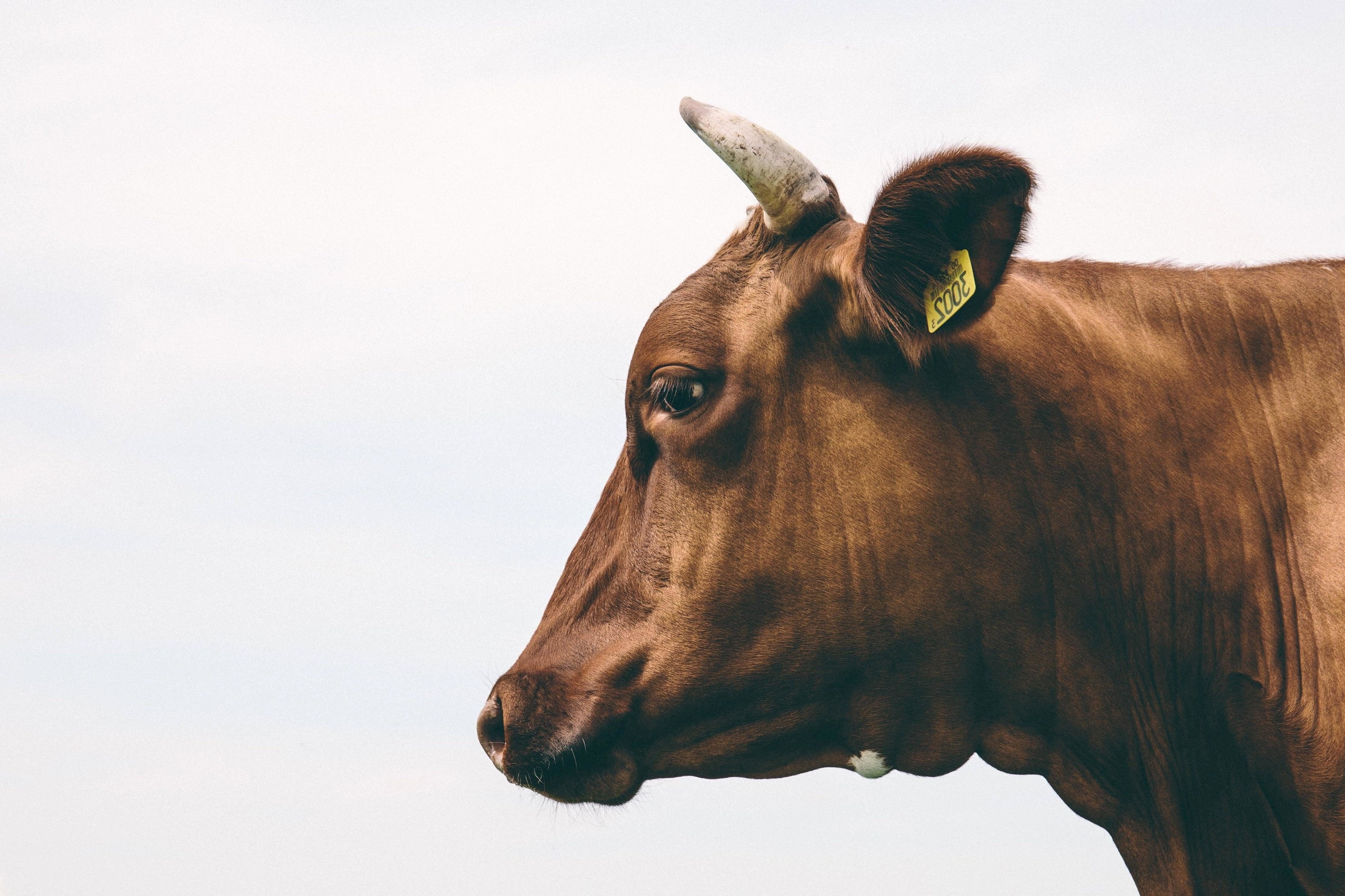 Free picture: cow, animal, portrait, horn
