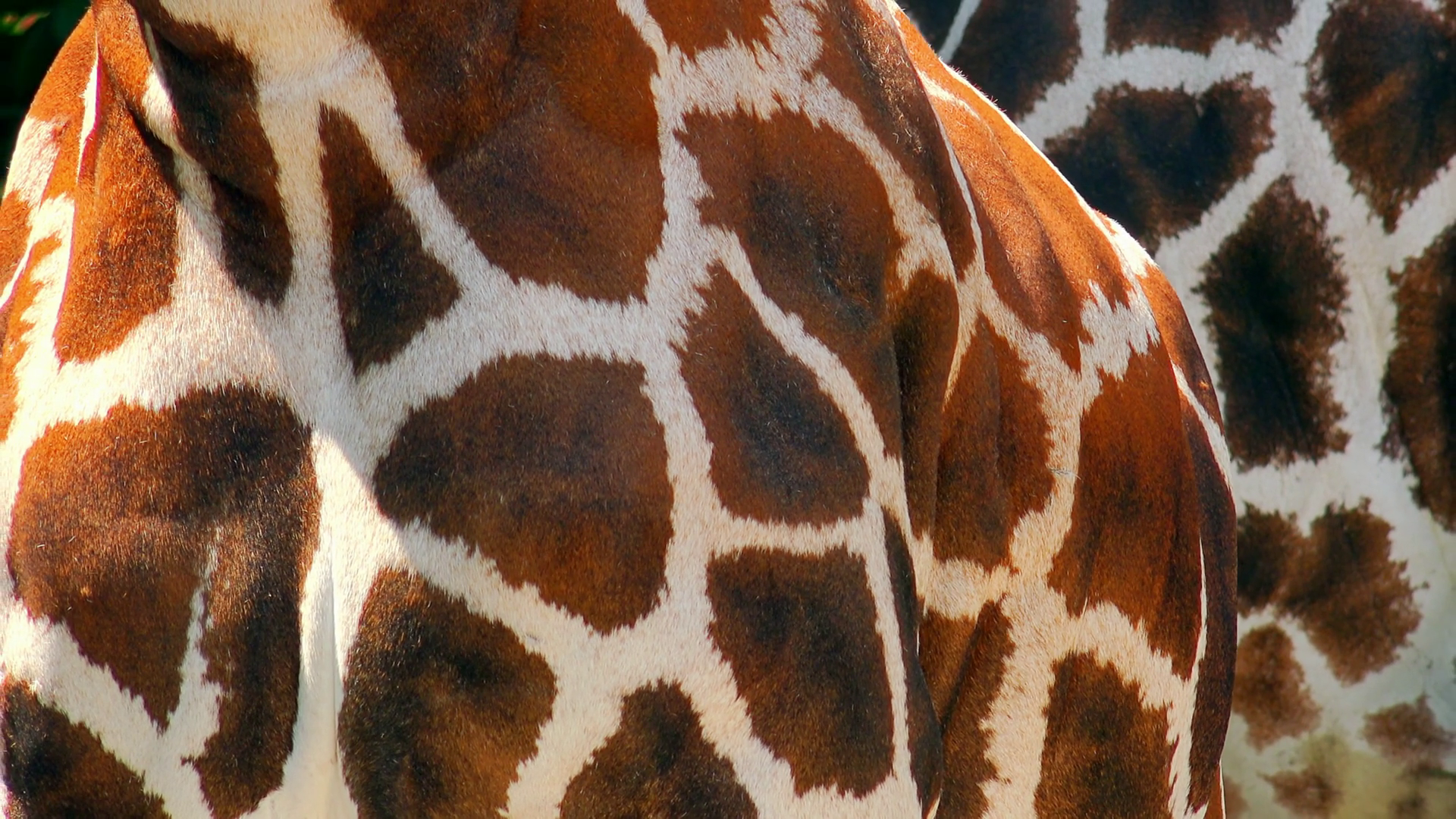 Close up African giraffe body. Animal skin texture Stock Video ...
