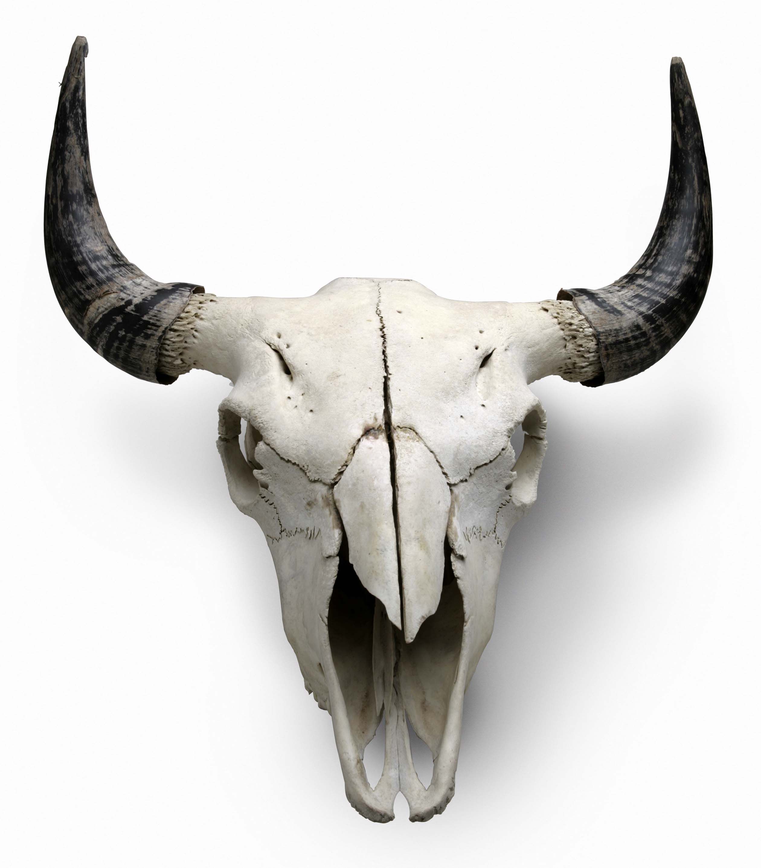Animal skull photo