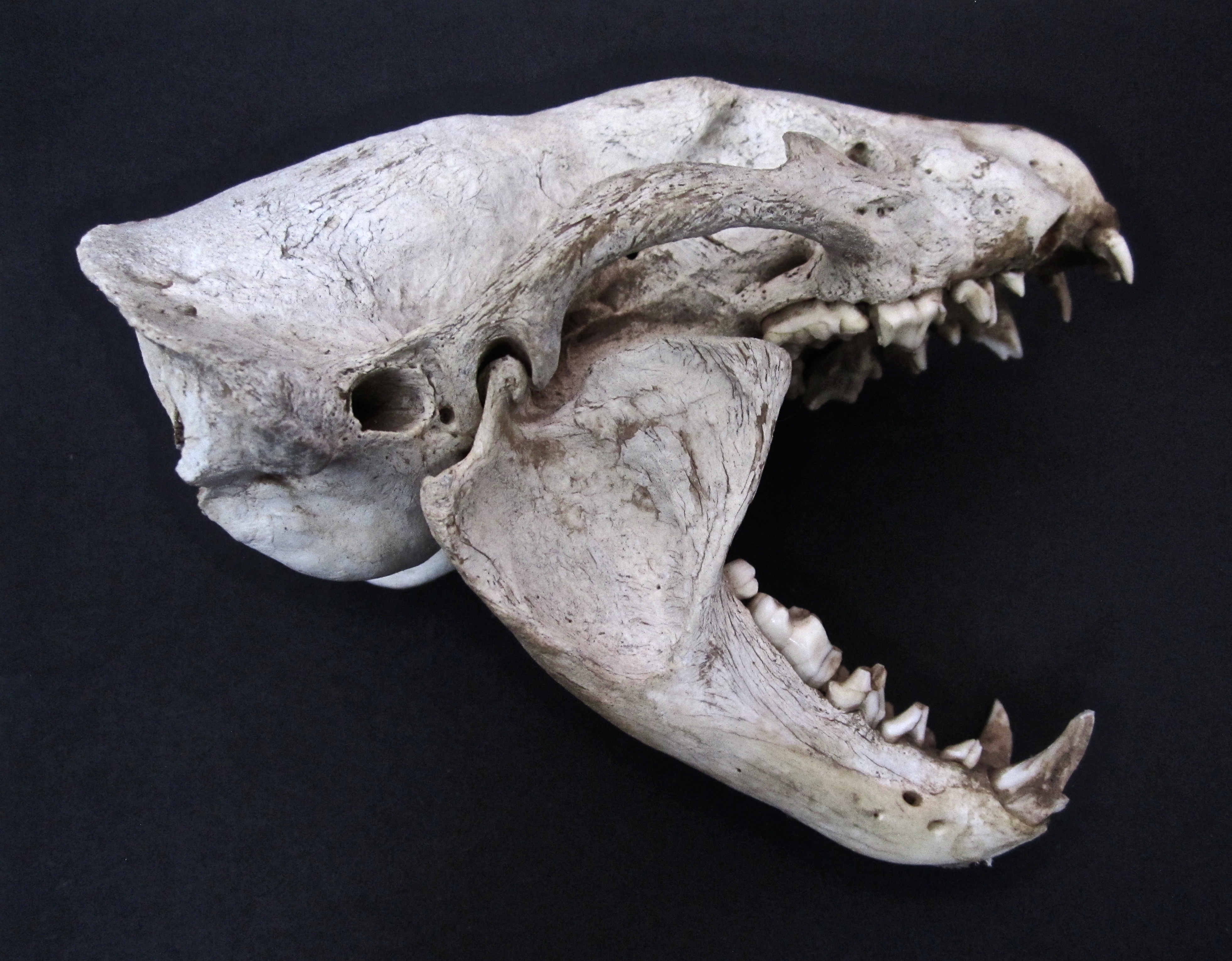 Animal Skull with Hinged Jaw (side view). SOLD | Specialty Items ...