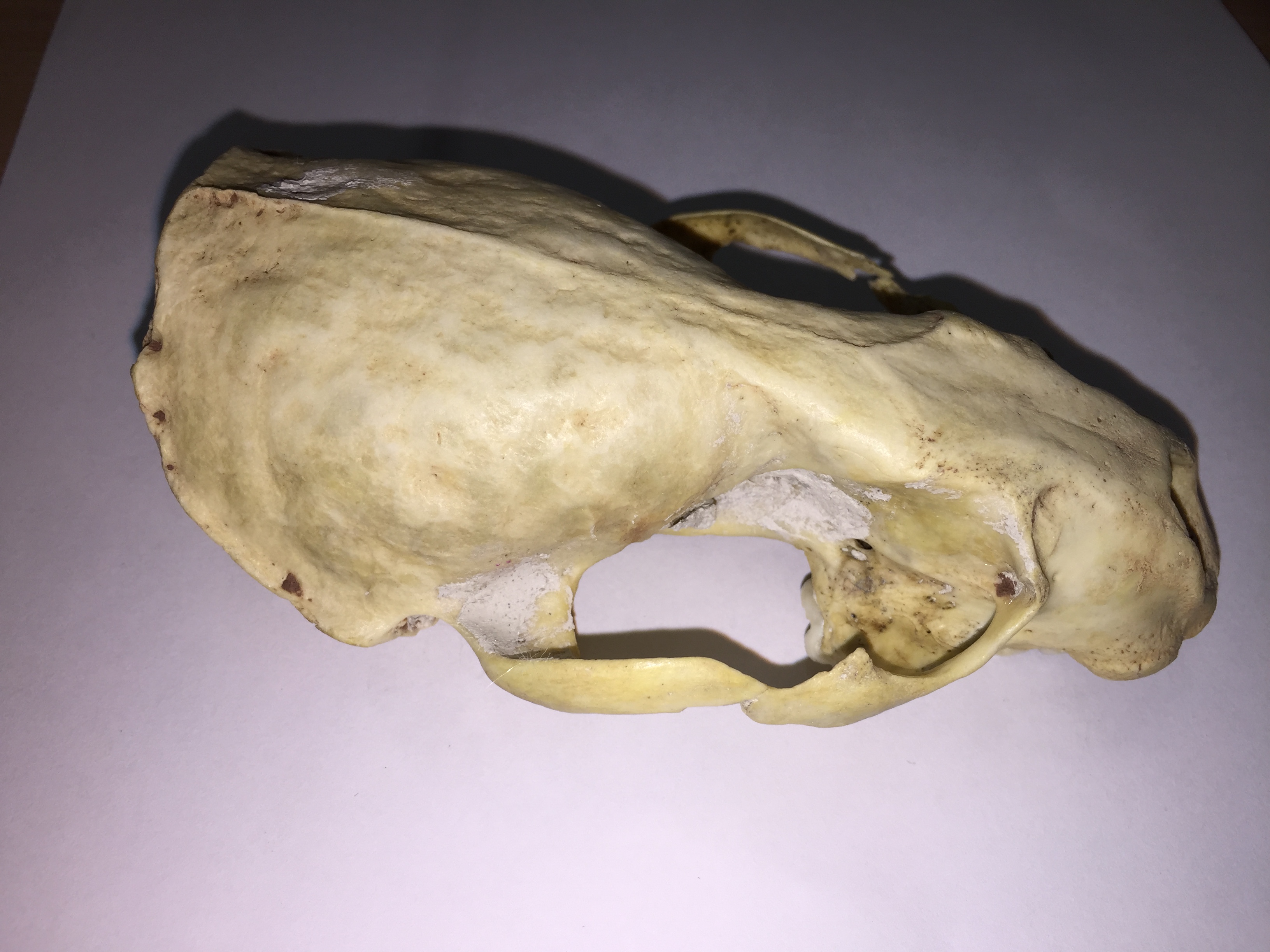 NaturePlus: What is this animal skull ?
