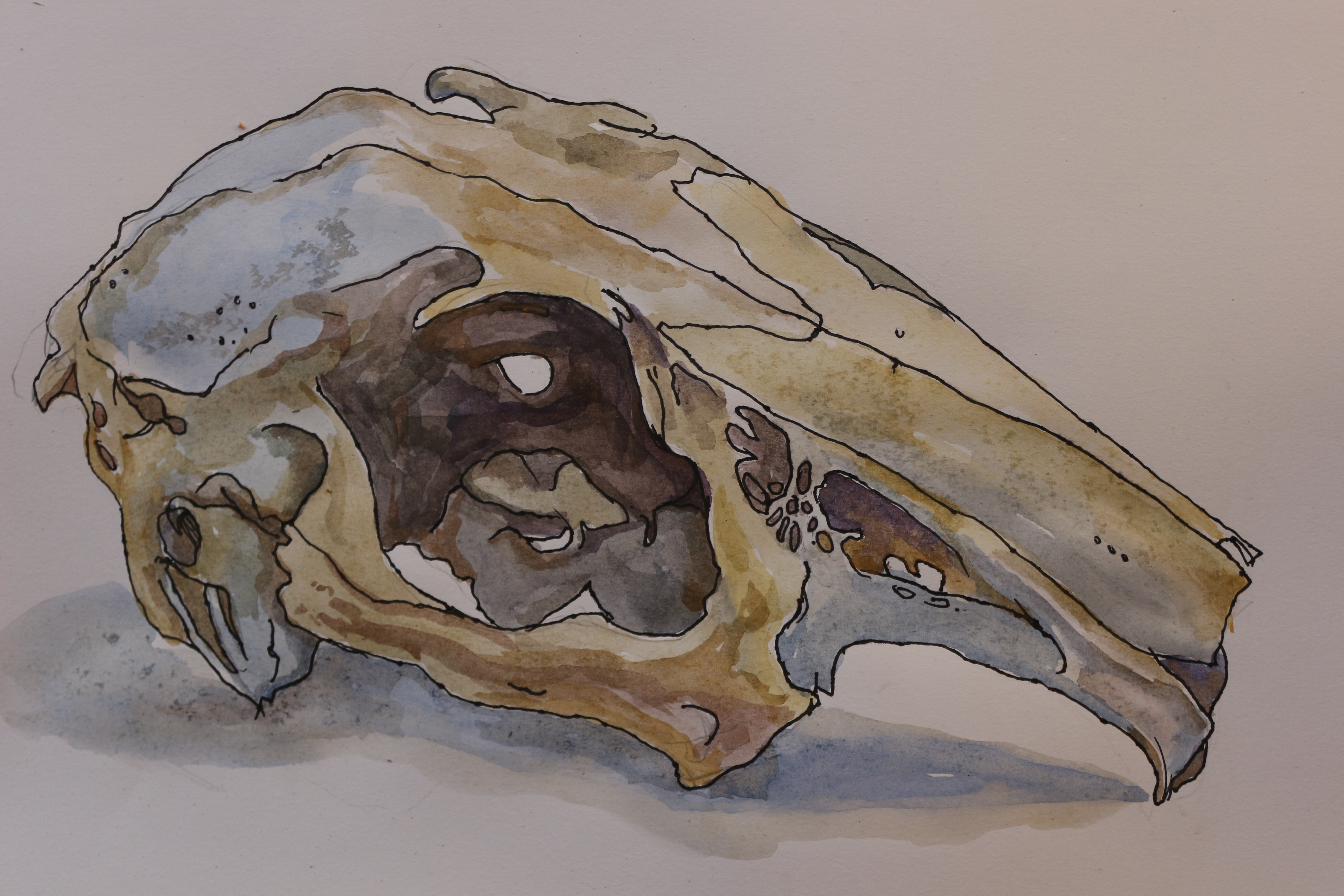 Free photo: Animal skull - Animal, Bone, Cranium - Free Download - Jooinn