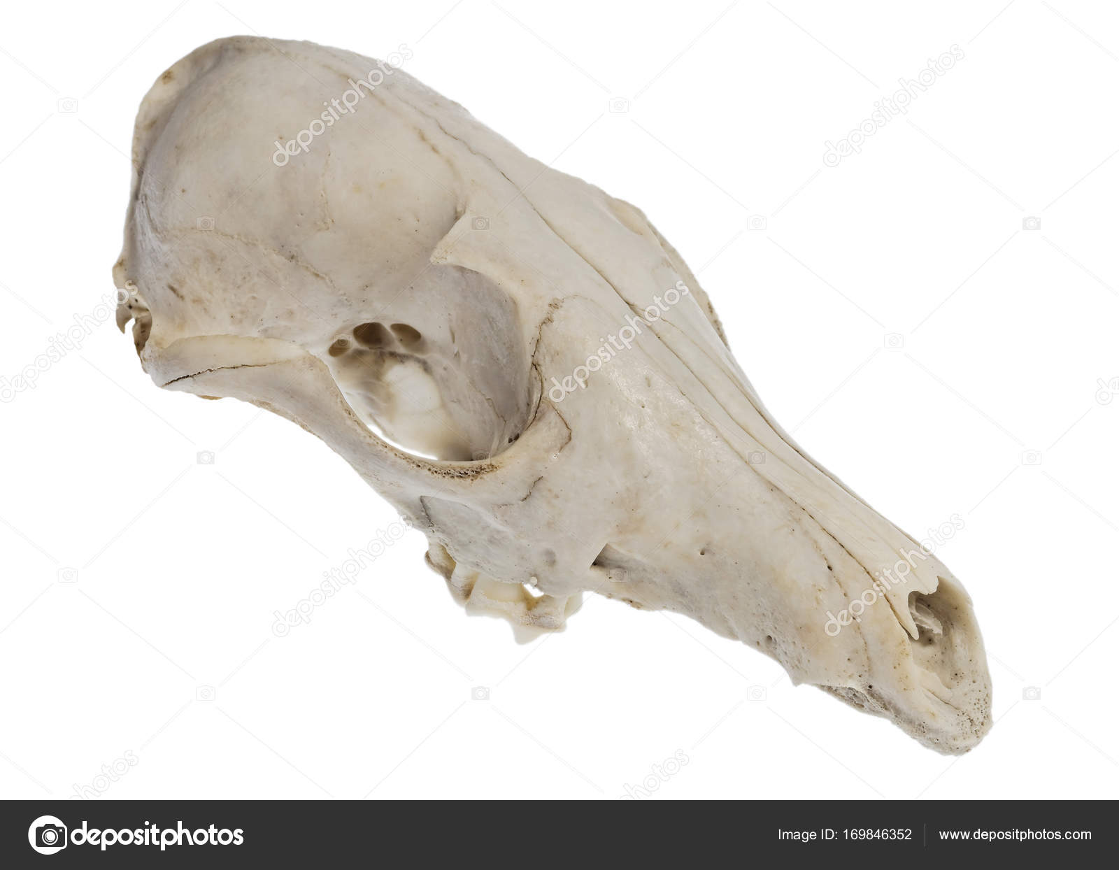 Halloween animal skull. — Stock Photo © photopackpl #169846352