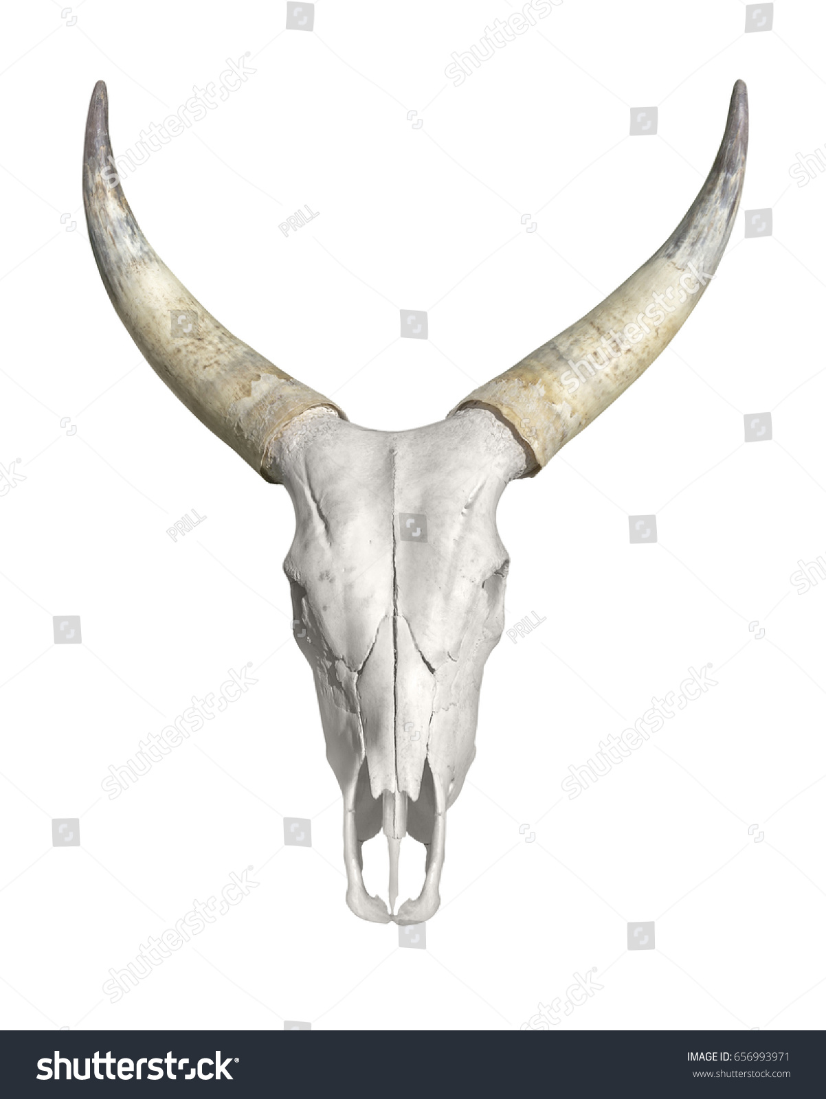 Horned Animal Skull White Back Stock Photo & Image (Royalty-Free ...