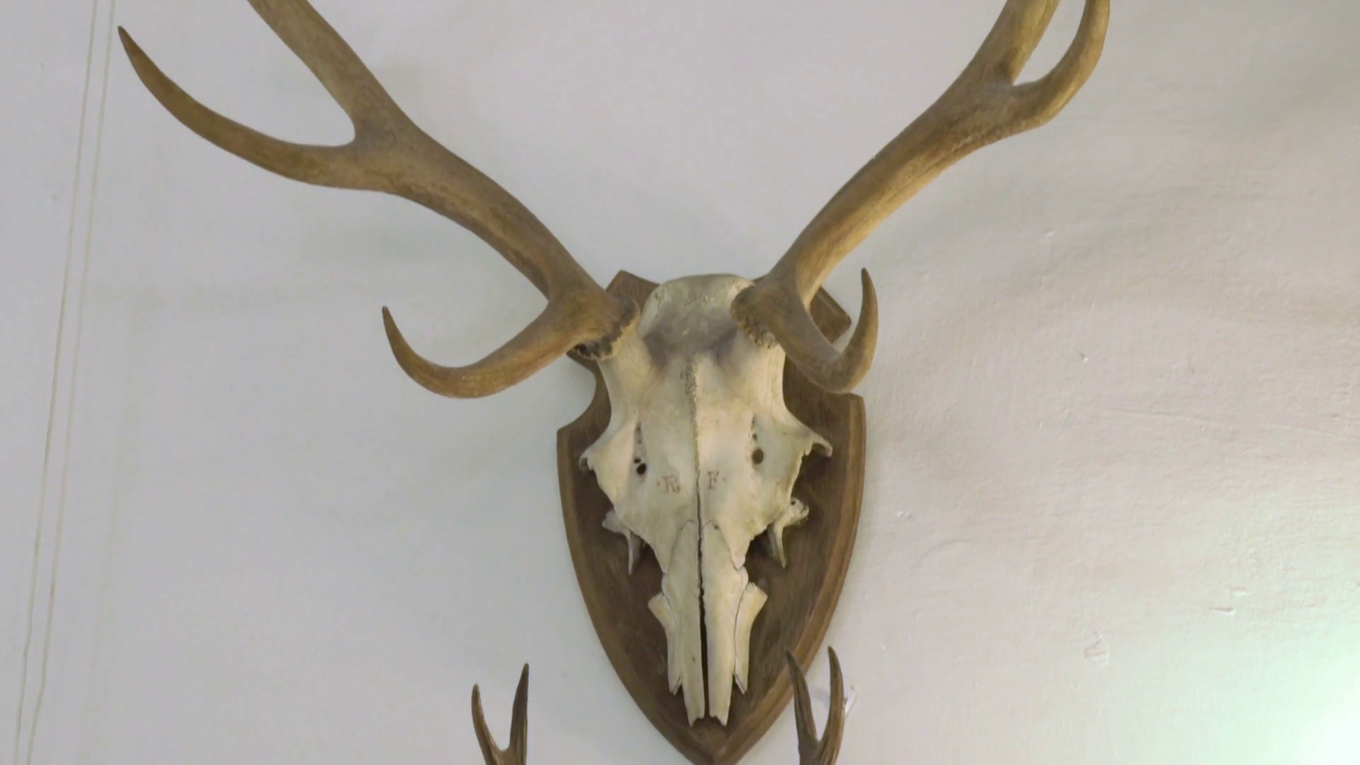 Hunting trophy. Animal skull with horn. Set of skulls. Stock Video ...