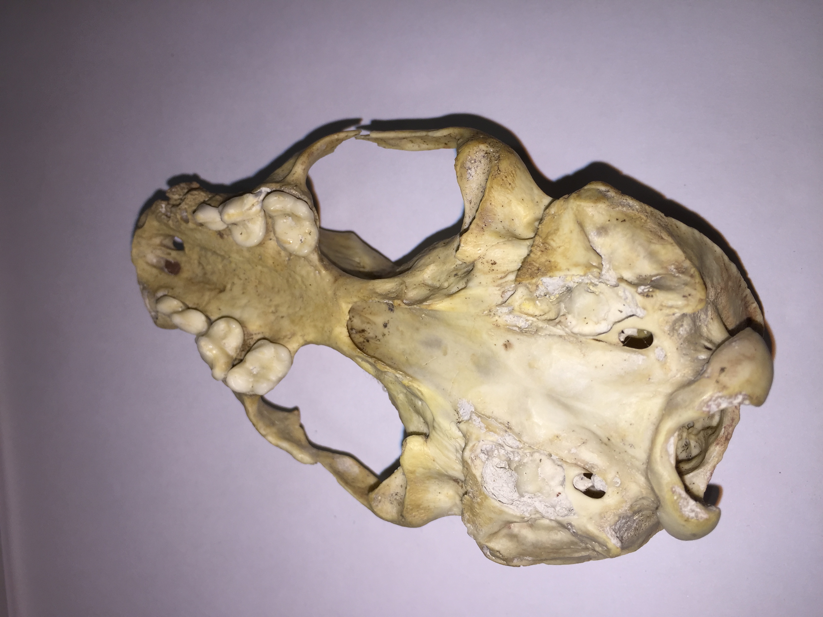 NaturePlus: What is this animal skull ?