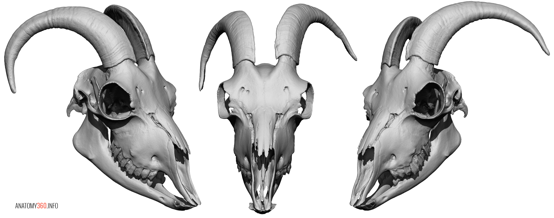 Animal Skulls | Anatomy 360