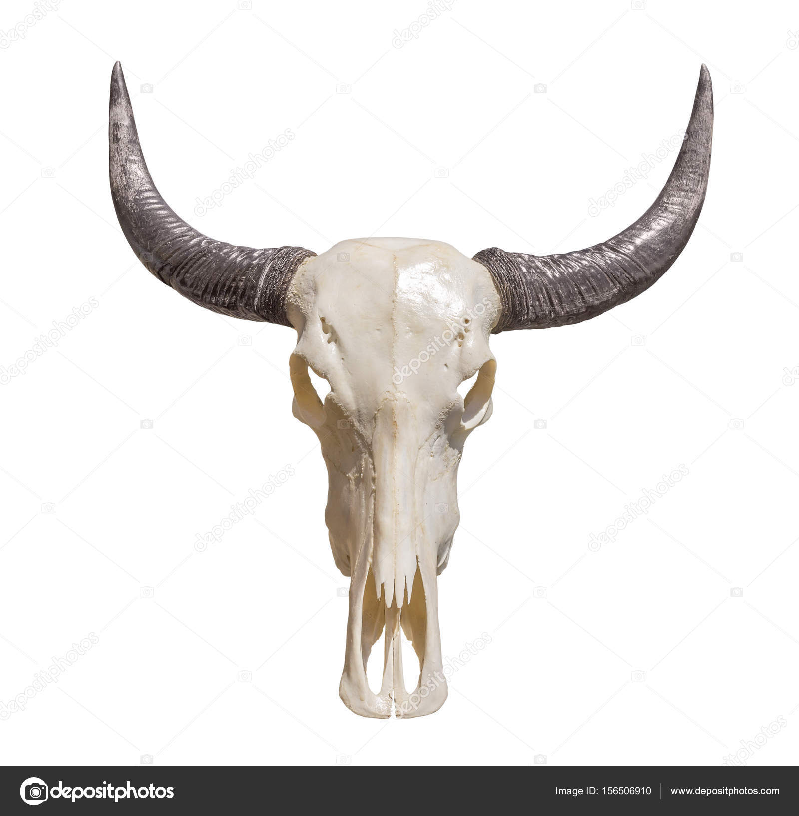 horned animal skull — Stock Photo © prill #156506910