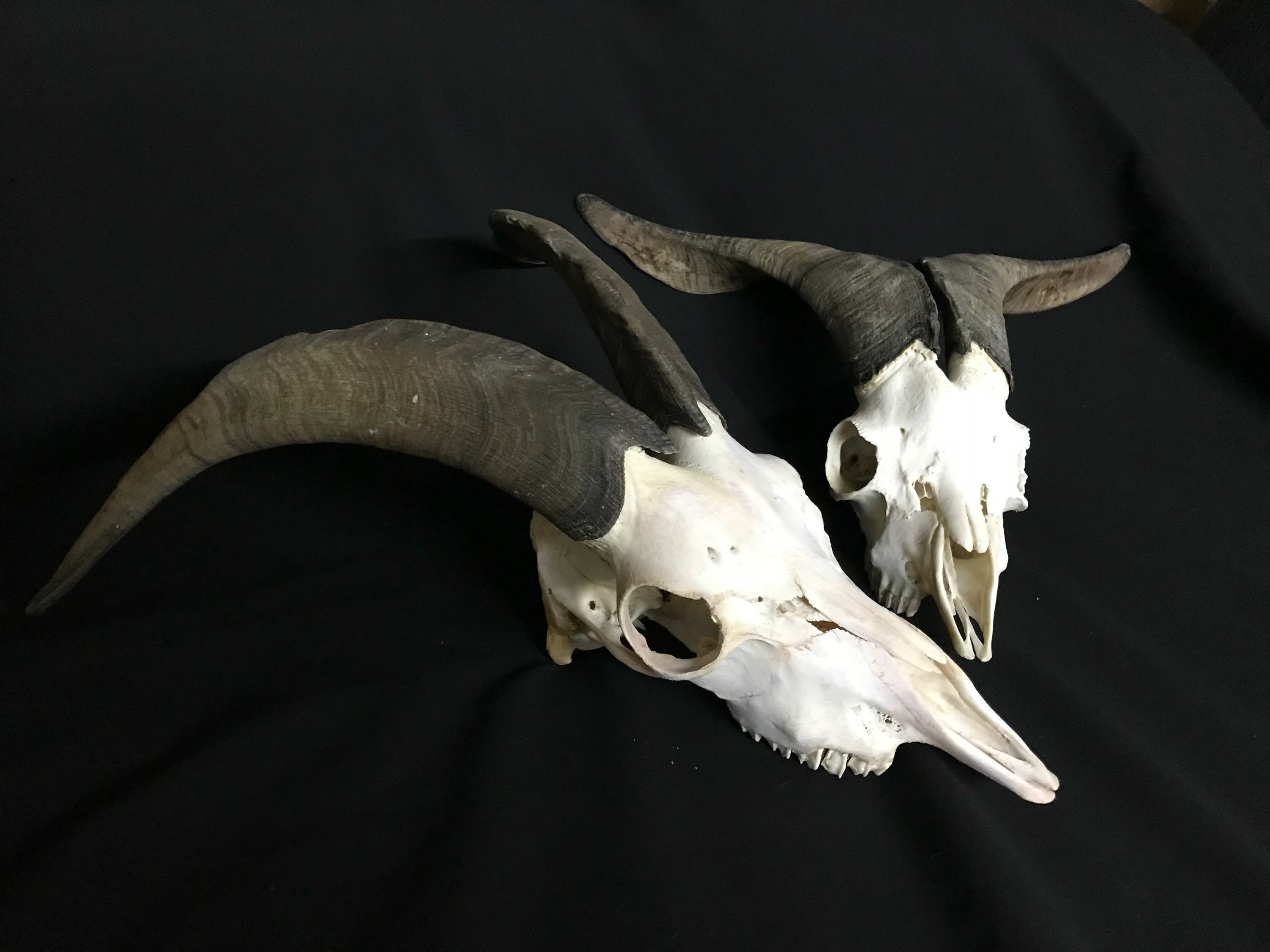 Real animal skull goat ram cool gift for a taxidermt oddity