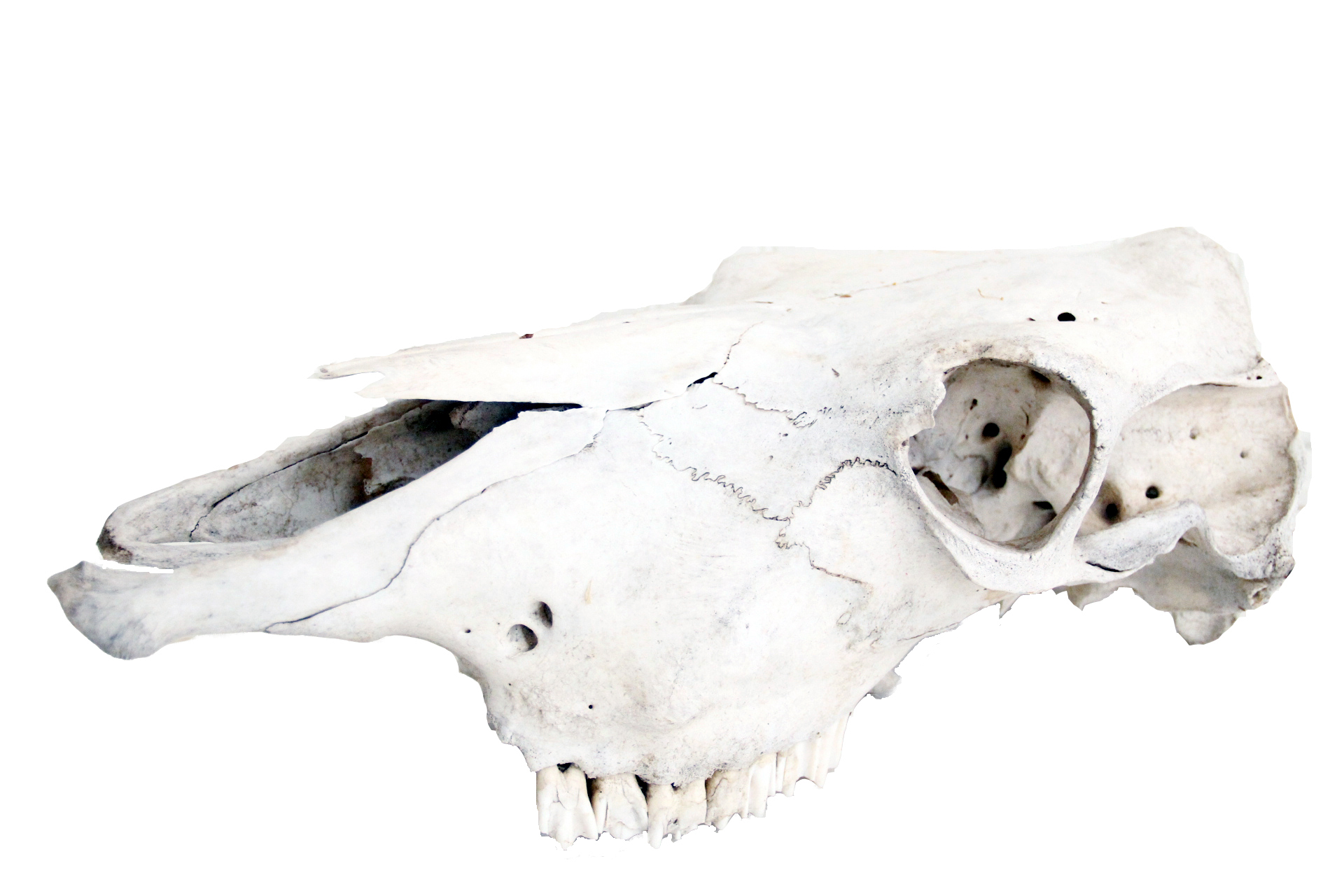 Natural Animal Skull-Bone | Omero Home