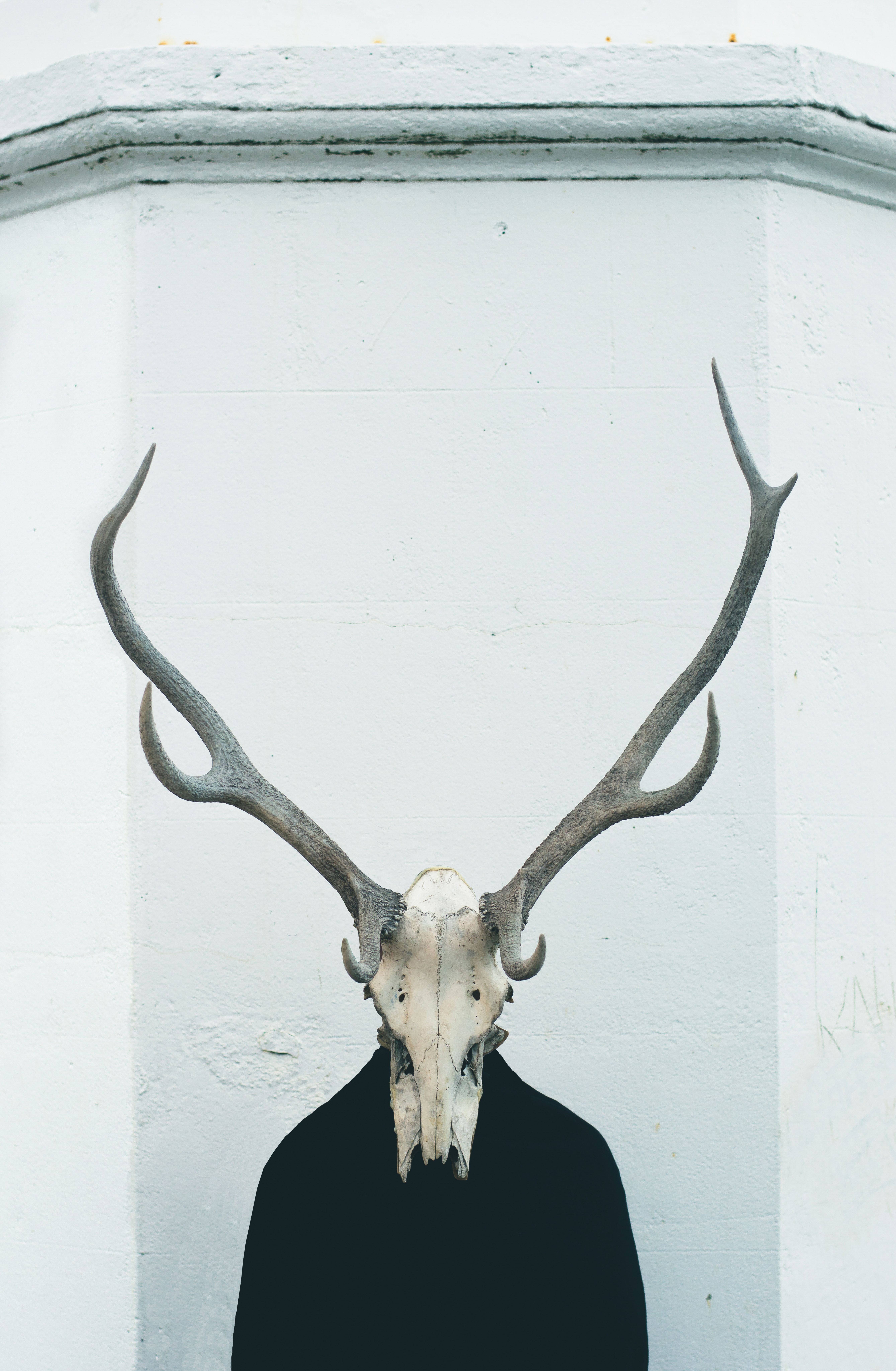 Free Images : horn, material, antler, bone, deer head, exposition ...