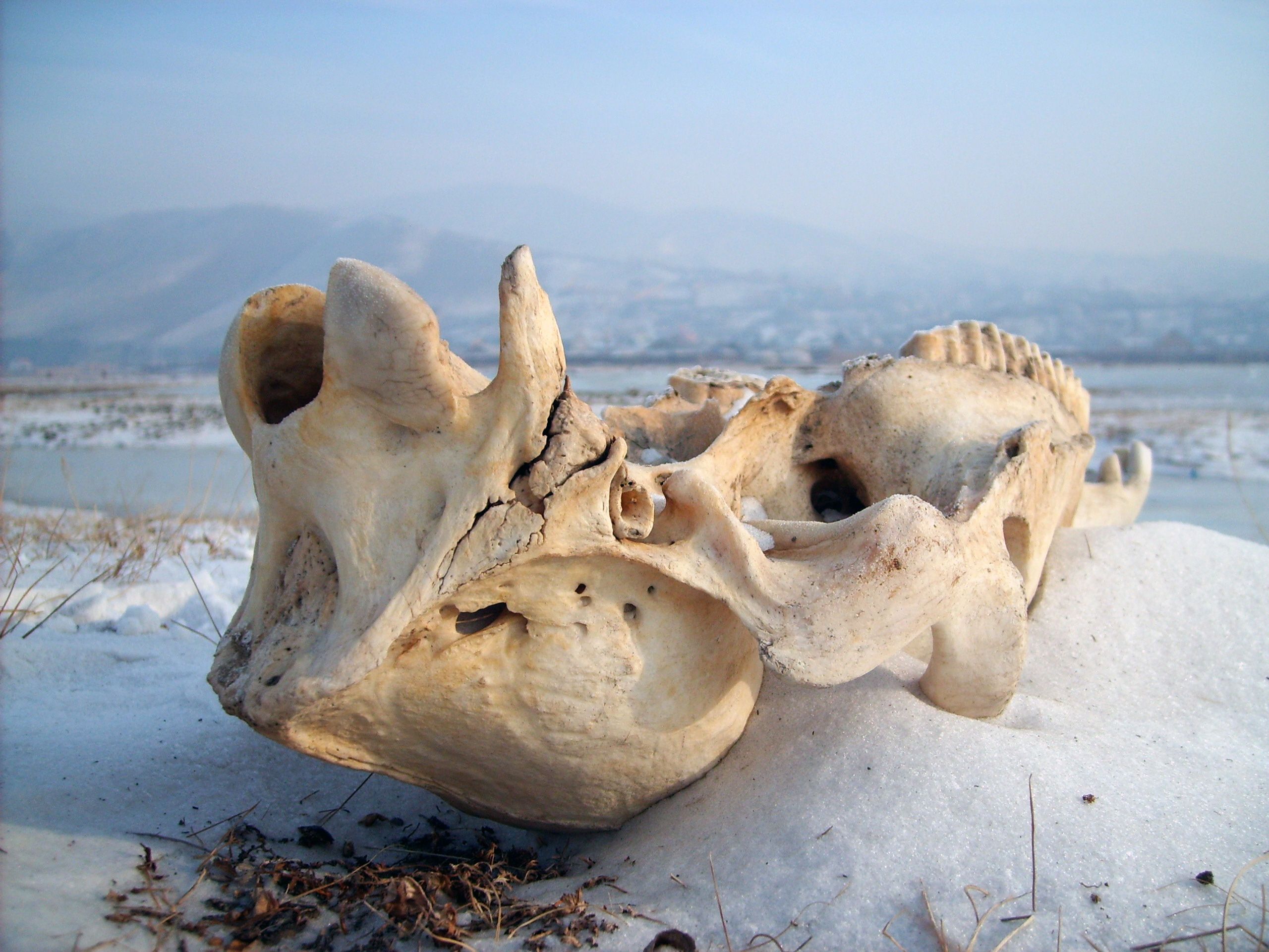 Free Image: Animal Skull in the Snow | Libreshot Public Domain Photos