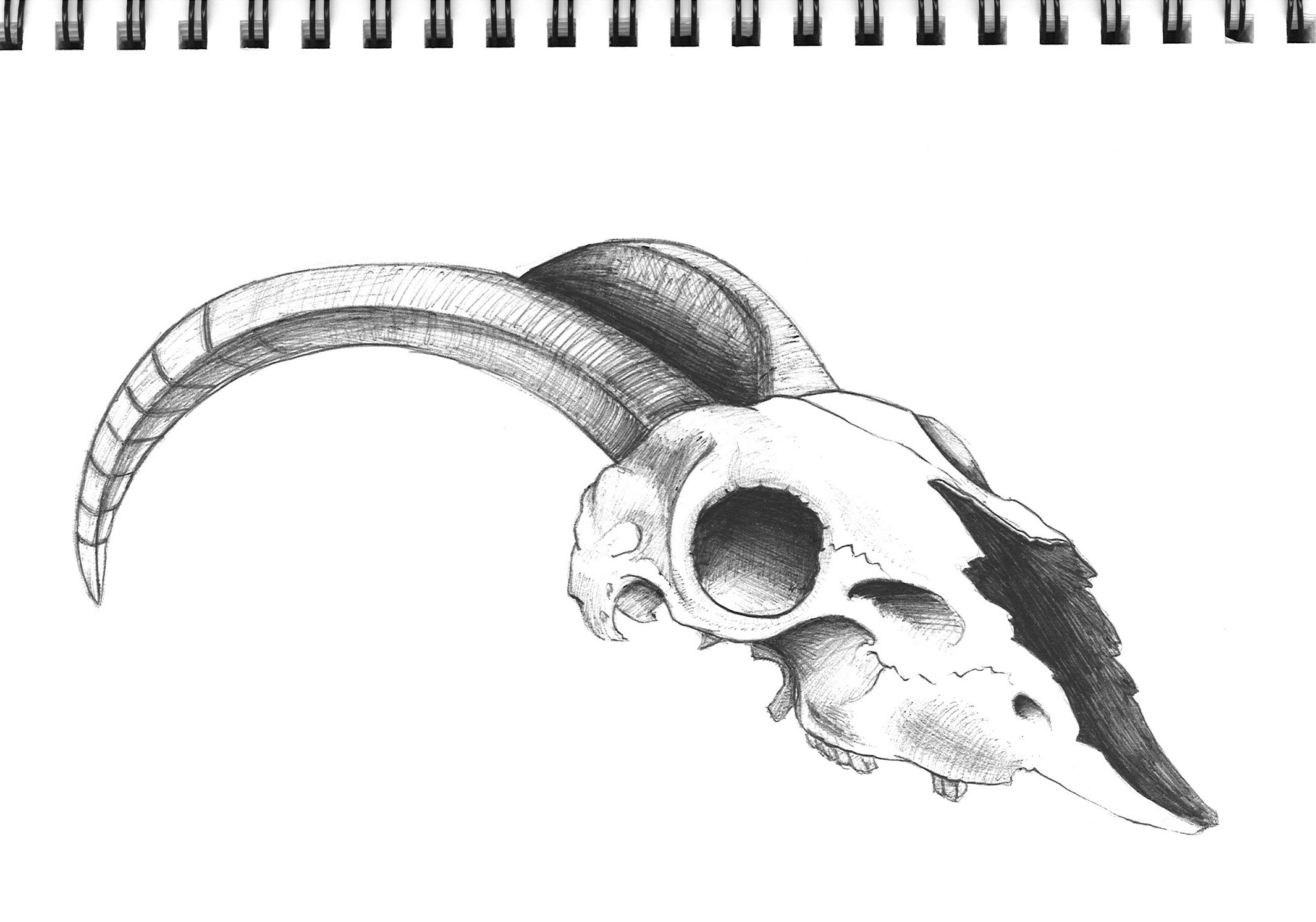 Animal Skull Drawing - Drawing Easy