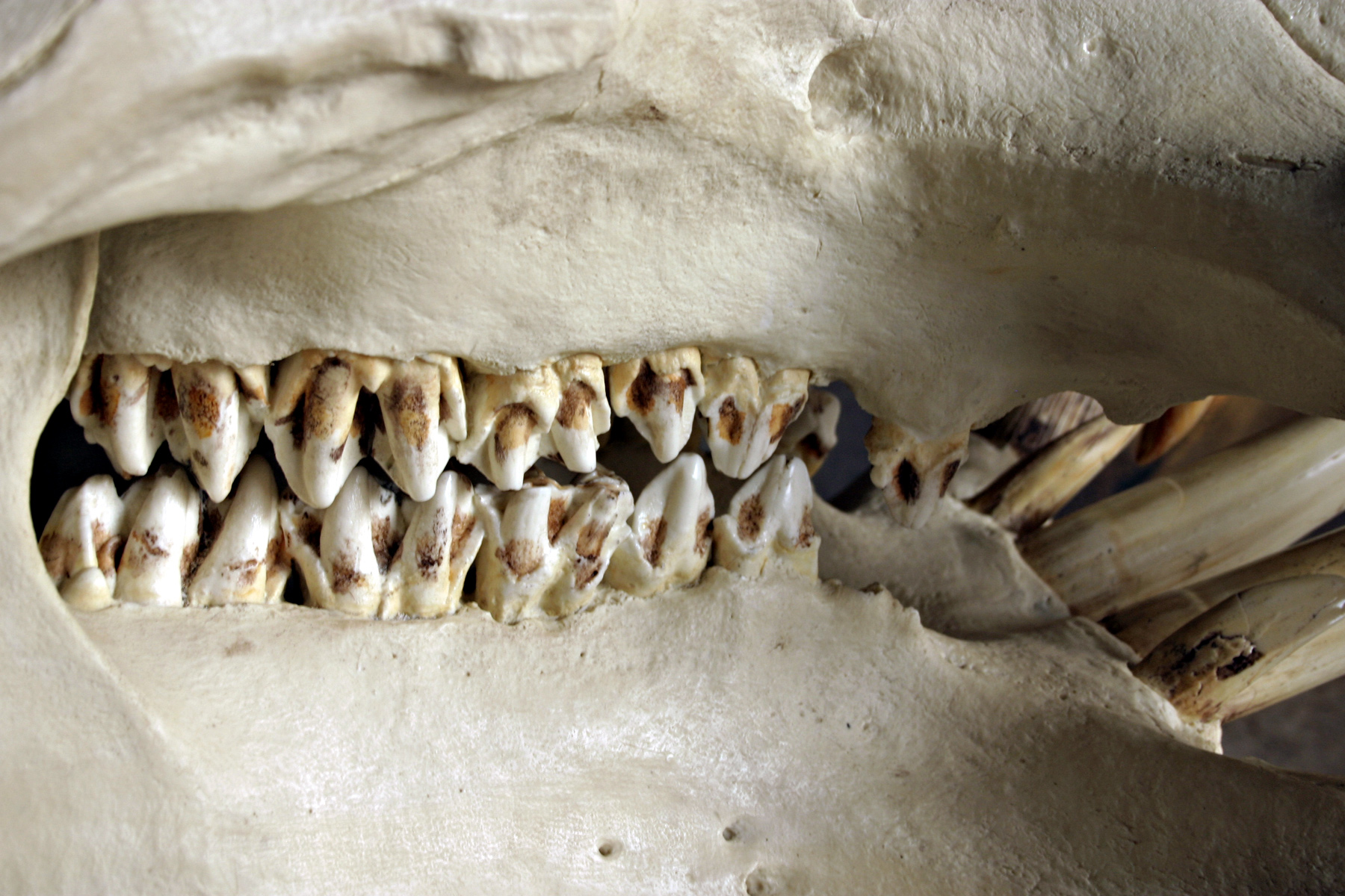Free photo: Animal teeth - Animal, Bite, Bones - Free Download - Jooinn