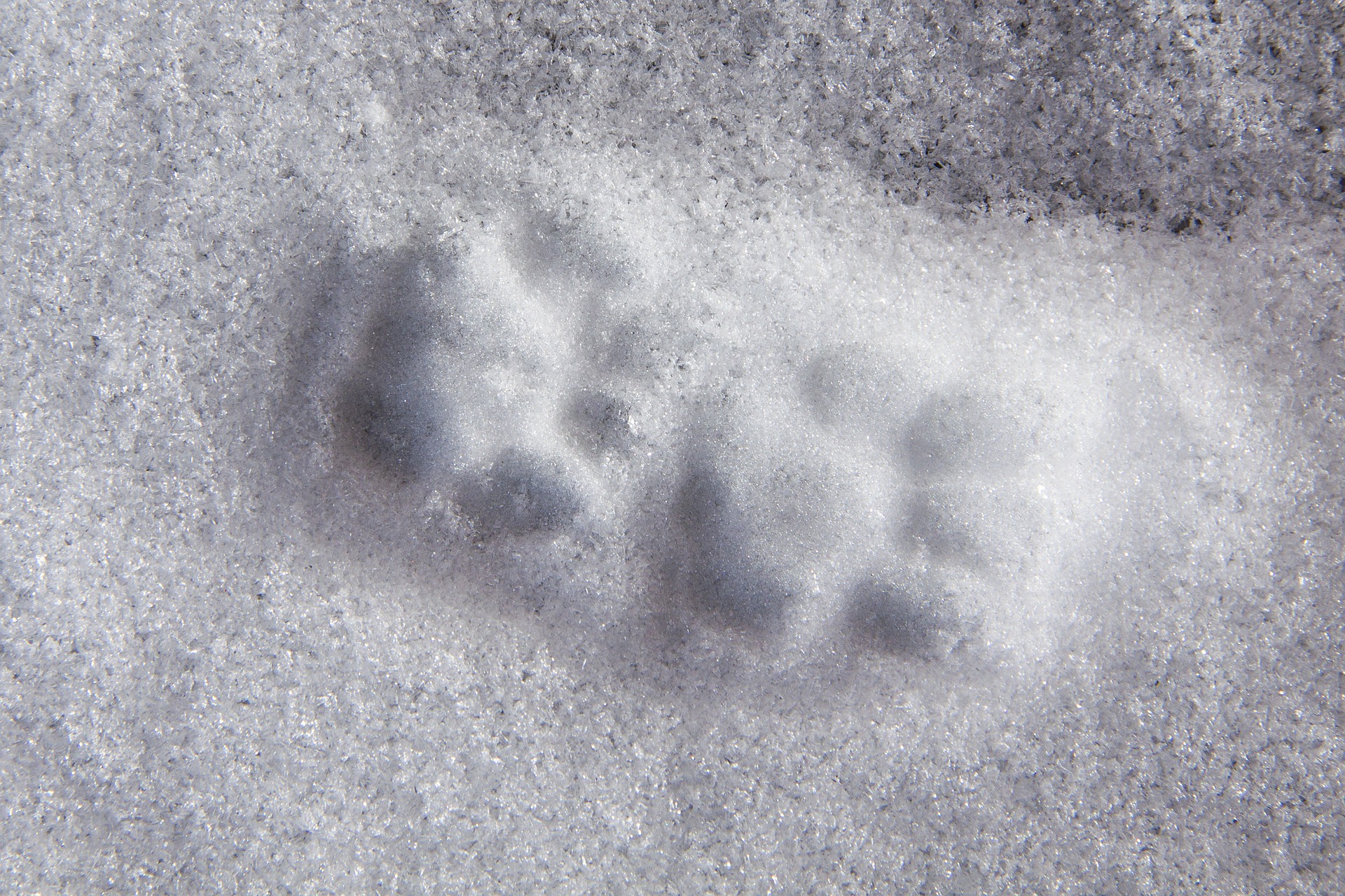 Animal tracks in snow photo