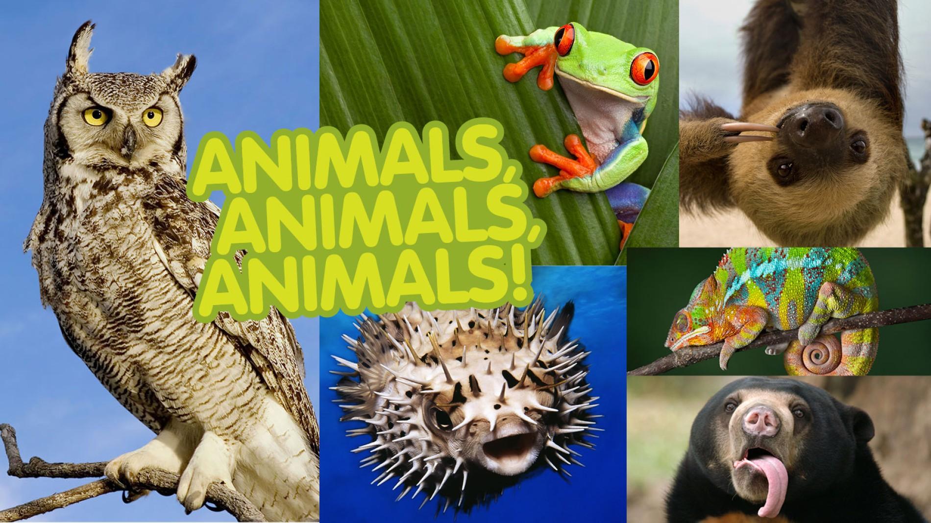 Animal Types | photos and facts