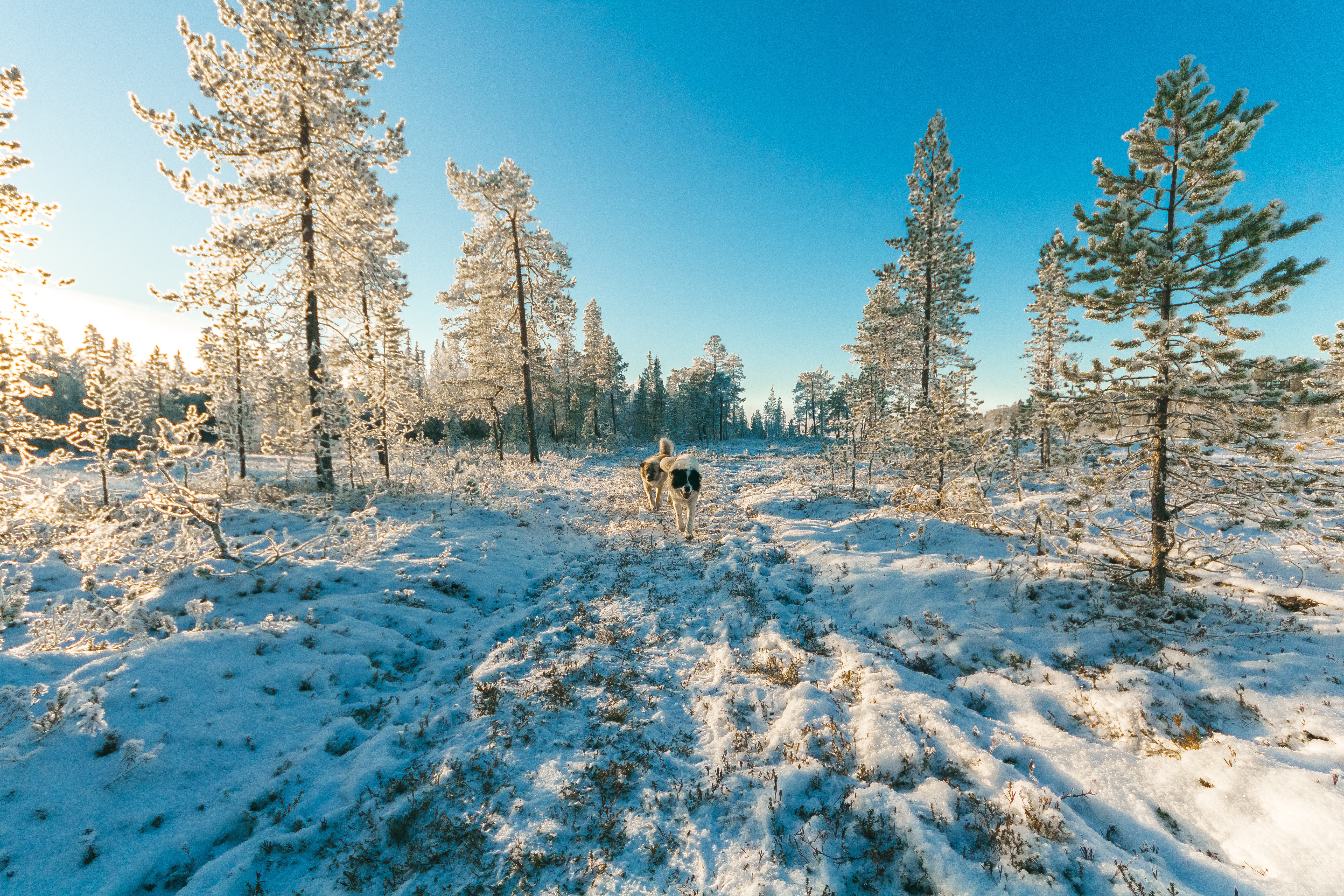 Animals walking on snow covered forest photo