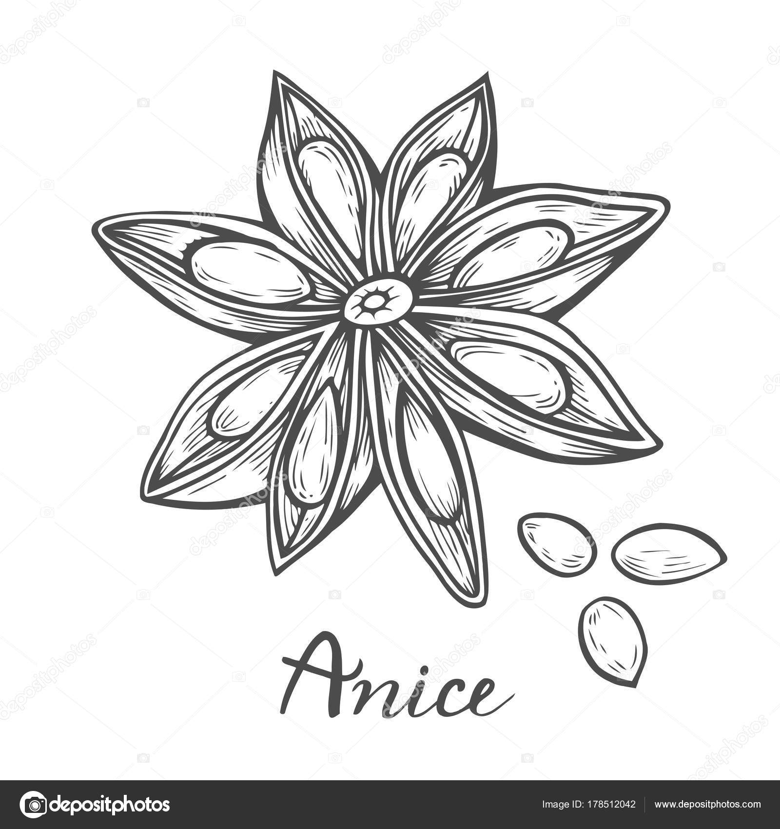 illustration of anise. — Stock Vector © larysarty.gmail.com #178512042