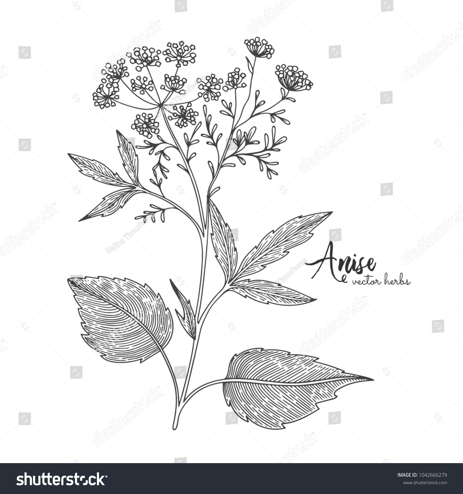 Anise Isolated On White Background Herbal Stock Vector 1042666279 ...