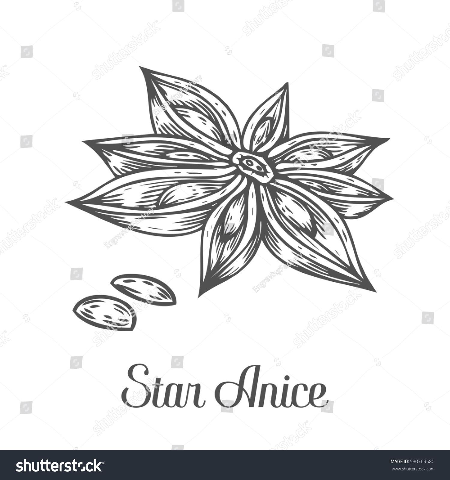 Anise Star Flower Seed Plant Hand Stock Illustration 530769580 ...